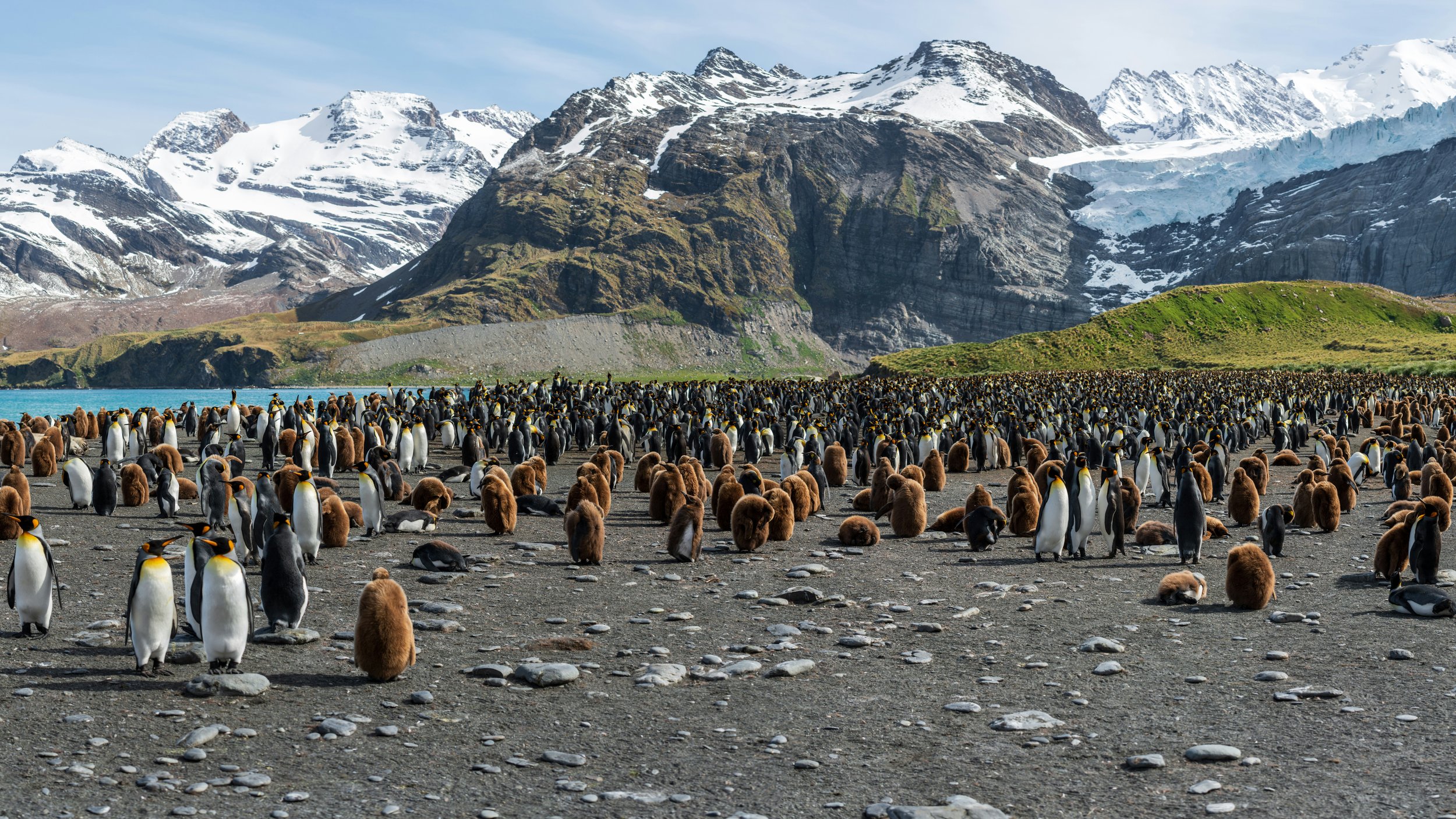 Is South Georgia Worth It? Why So Many Expedition Guides Call It Their Favorite Place on Earth