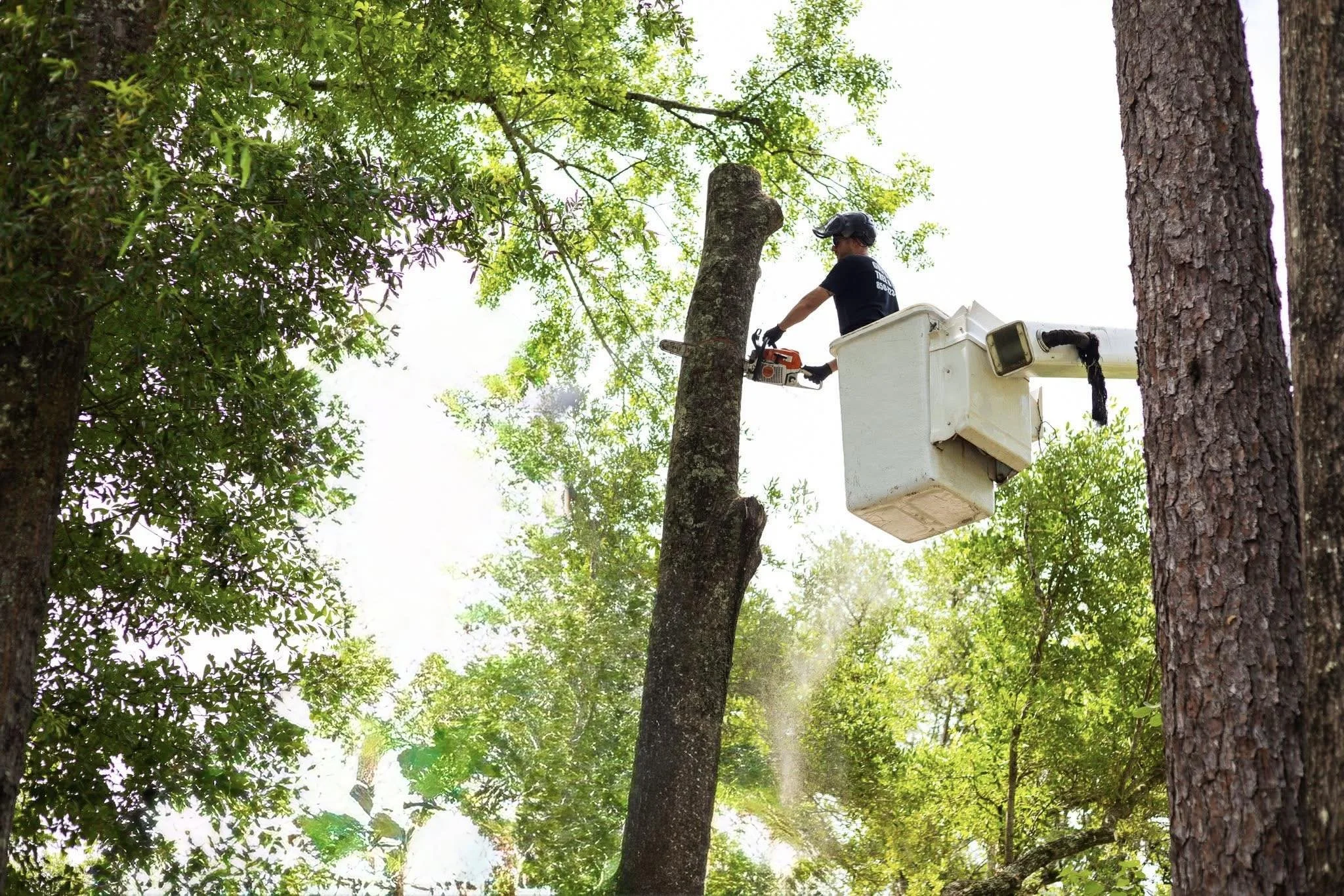 Signs A Tree Is Dangerous (Even If It Looks Healthy)