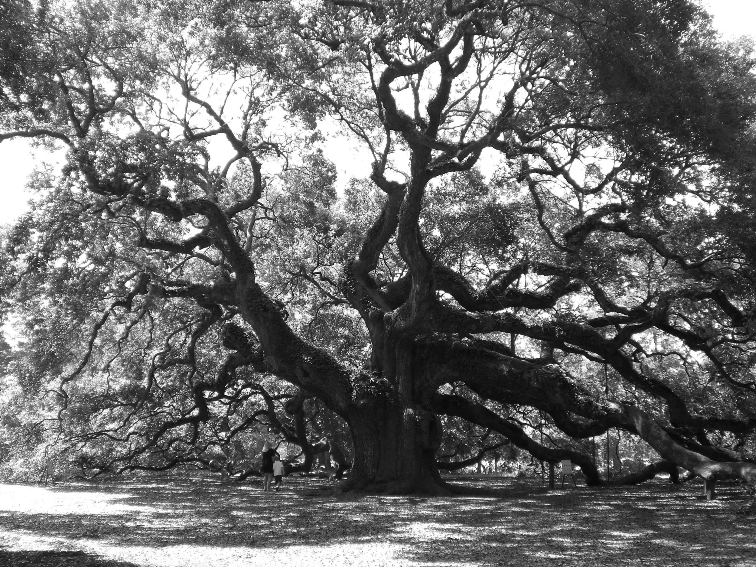 Do You Need a Permit to Remove a Tree in Pensacola?