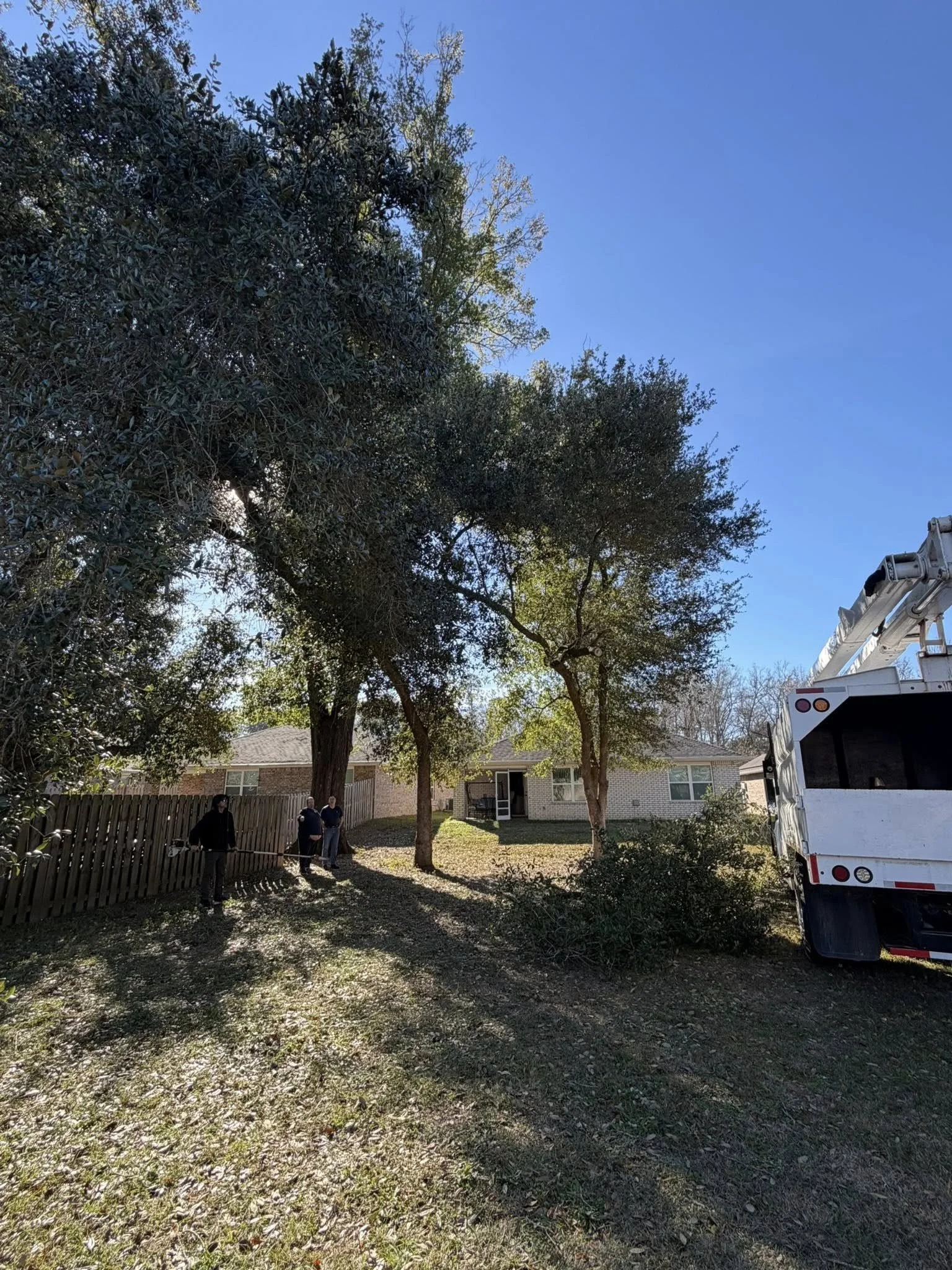 Tree Removal vs Tree Trimming in Pensacola, FL | Gulf Coast Tree &amp; Land