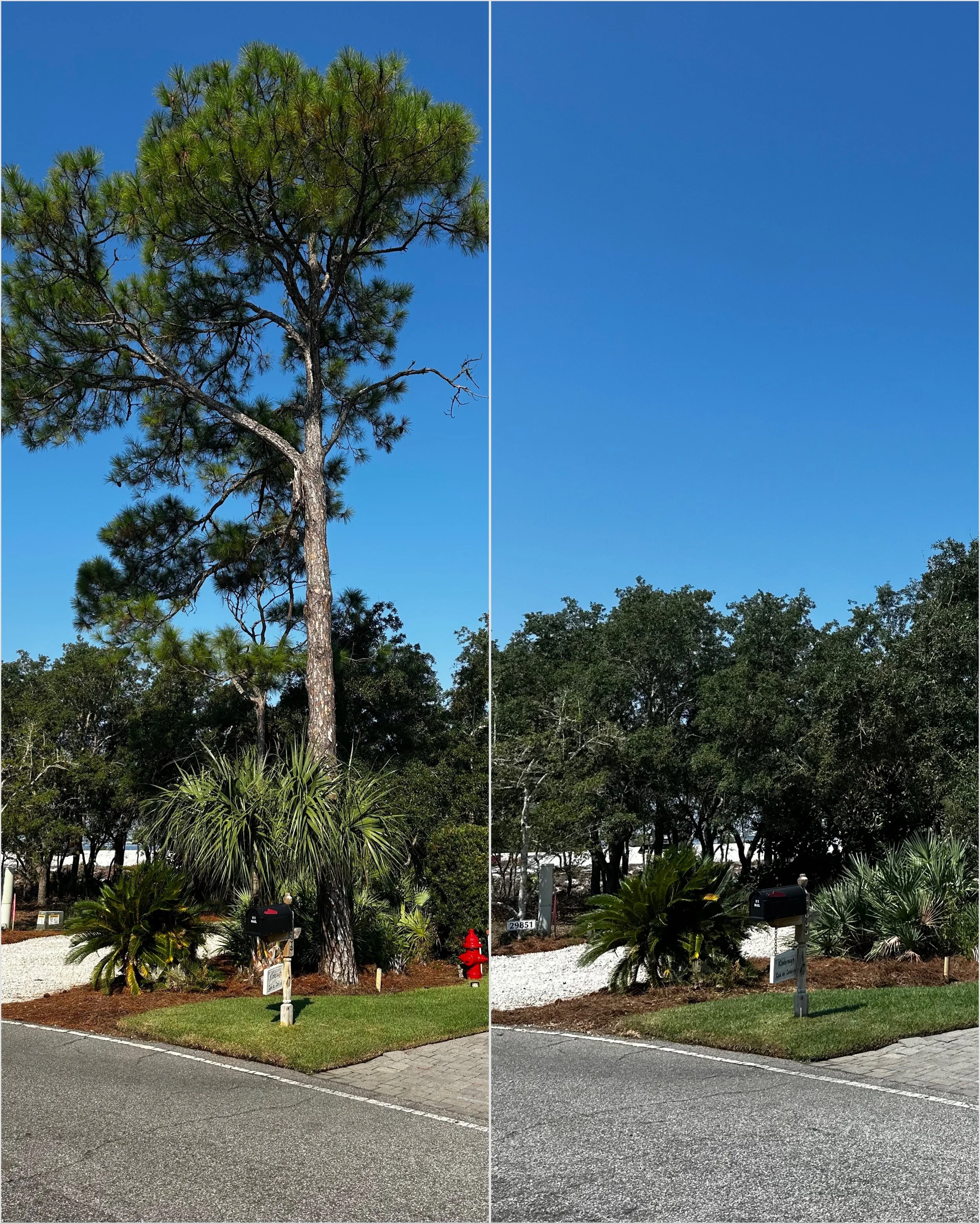 Tree Removal Cost in Pensacola, FL | Pricing Guide (2026) | GCTL