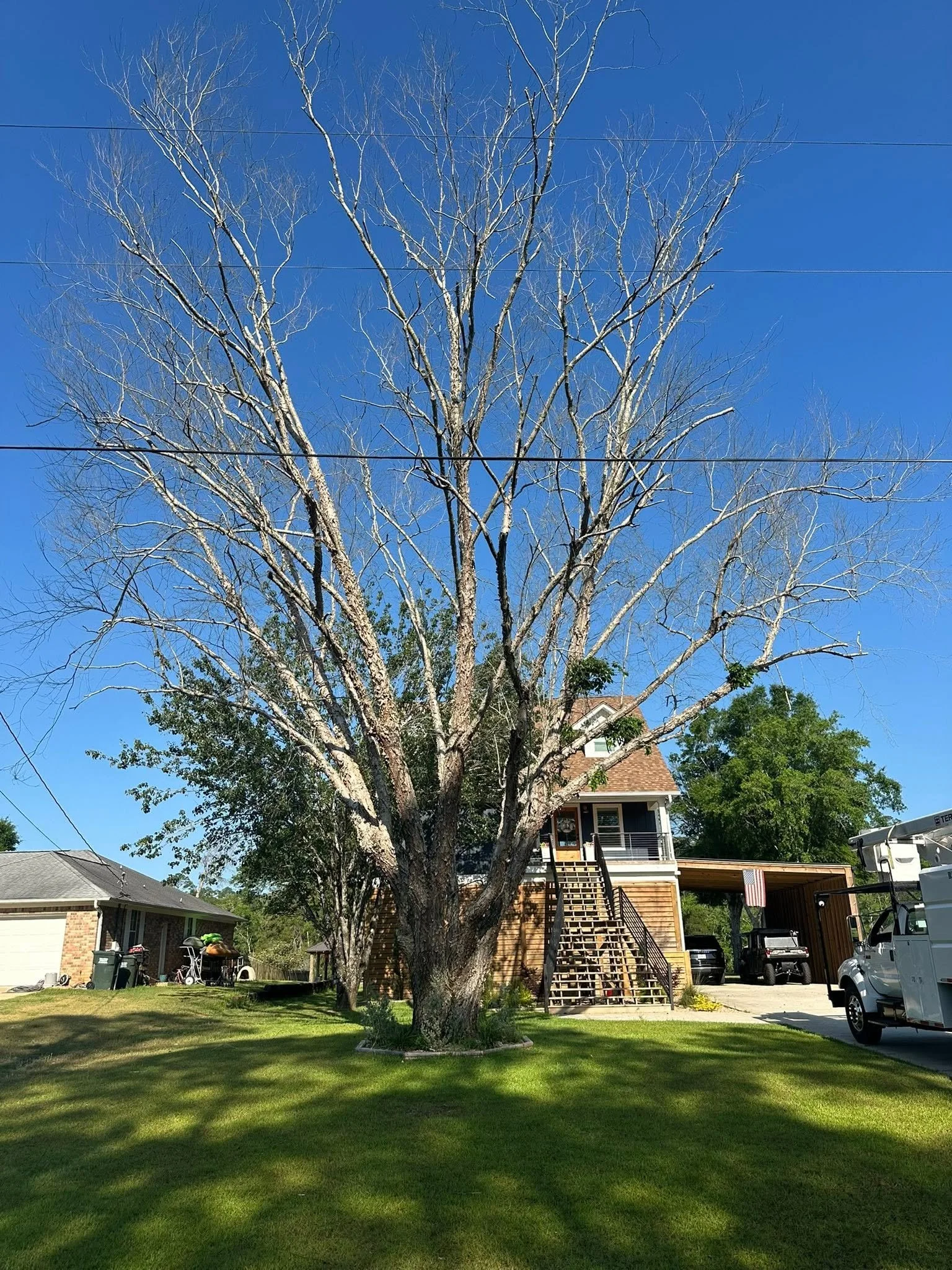 Large Tree Removal near home in Pensacola, FL