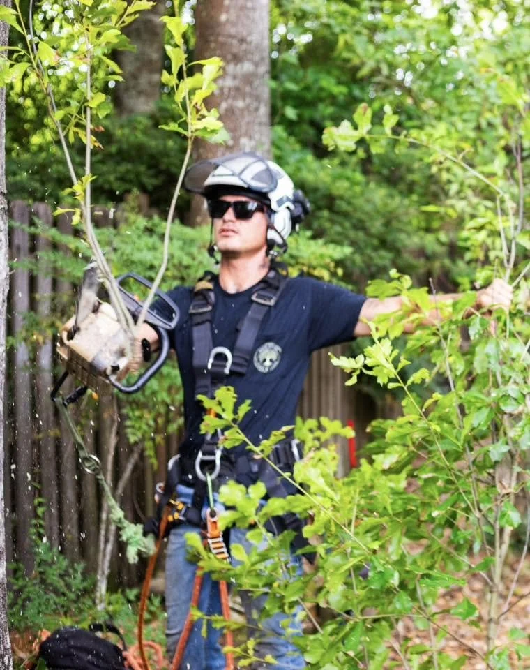 Tree Trimming being preformed in Pensacola FL by licensed and insured crew