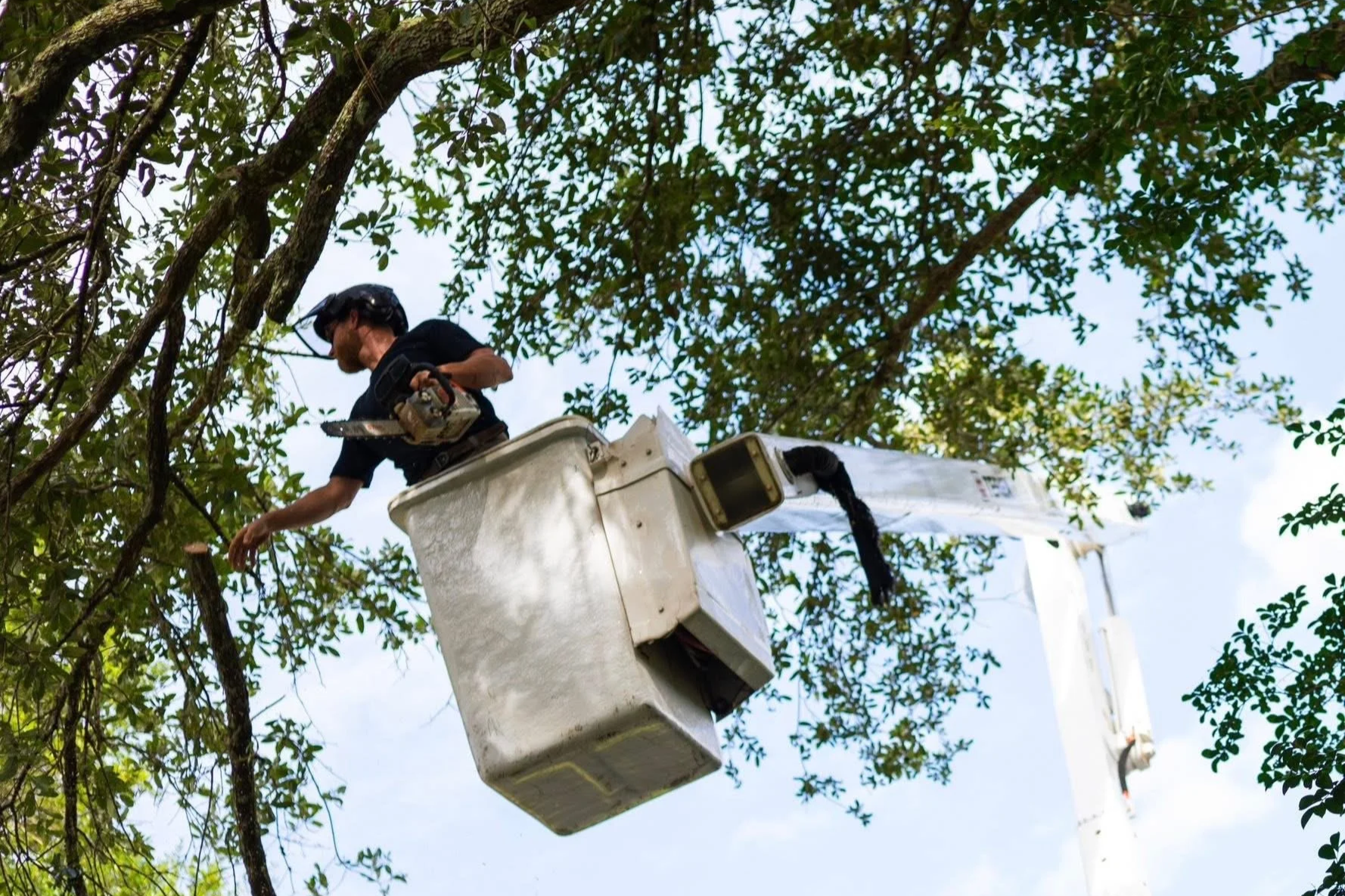 Gulf Coast Tree & Land preforming Tree Removal in Pensacola FL