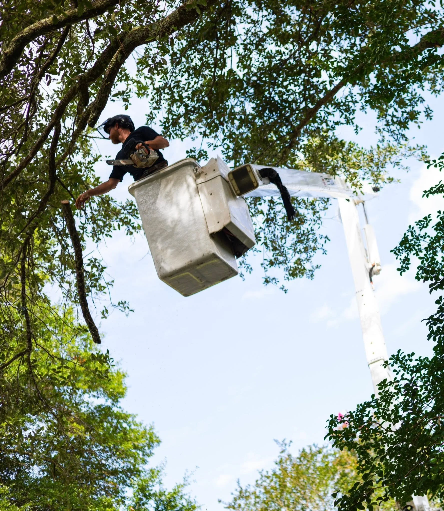 Tree Removal being preformed in Pensacola, FL