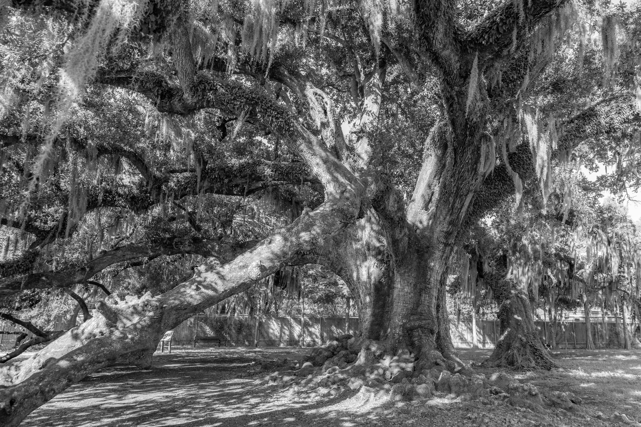 Aric_Becker_Photography-19.jpg