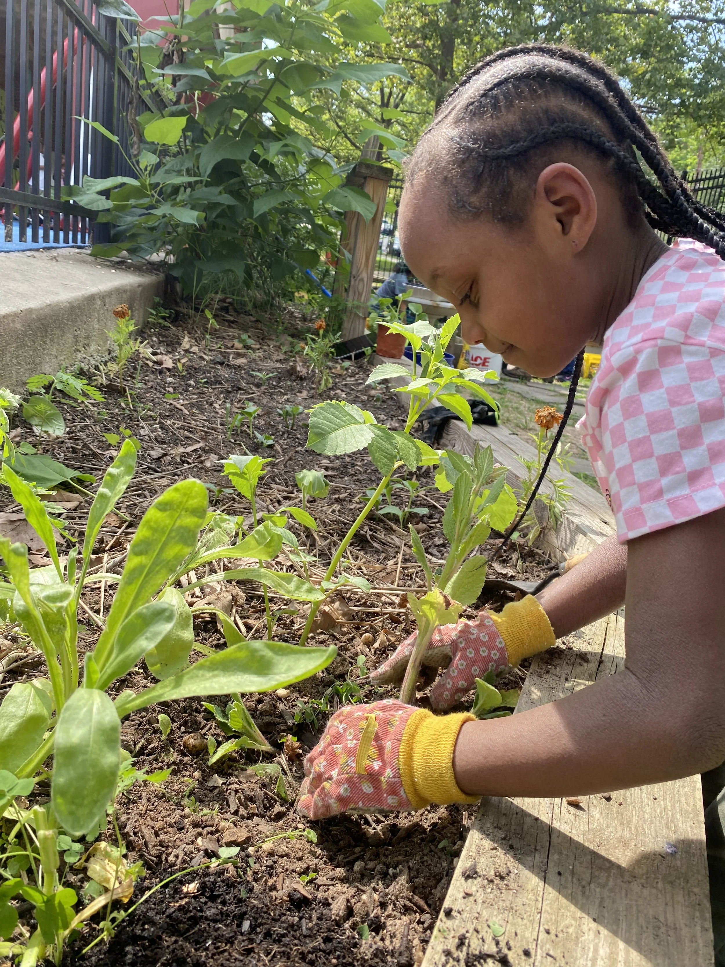 Burrville Elementary School Garden