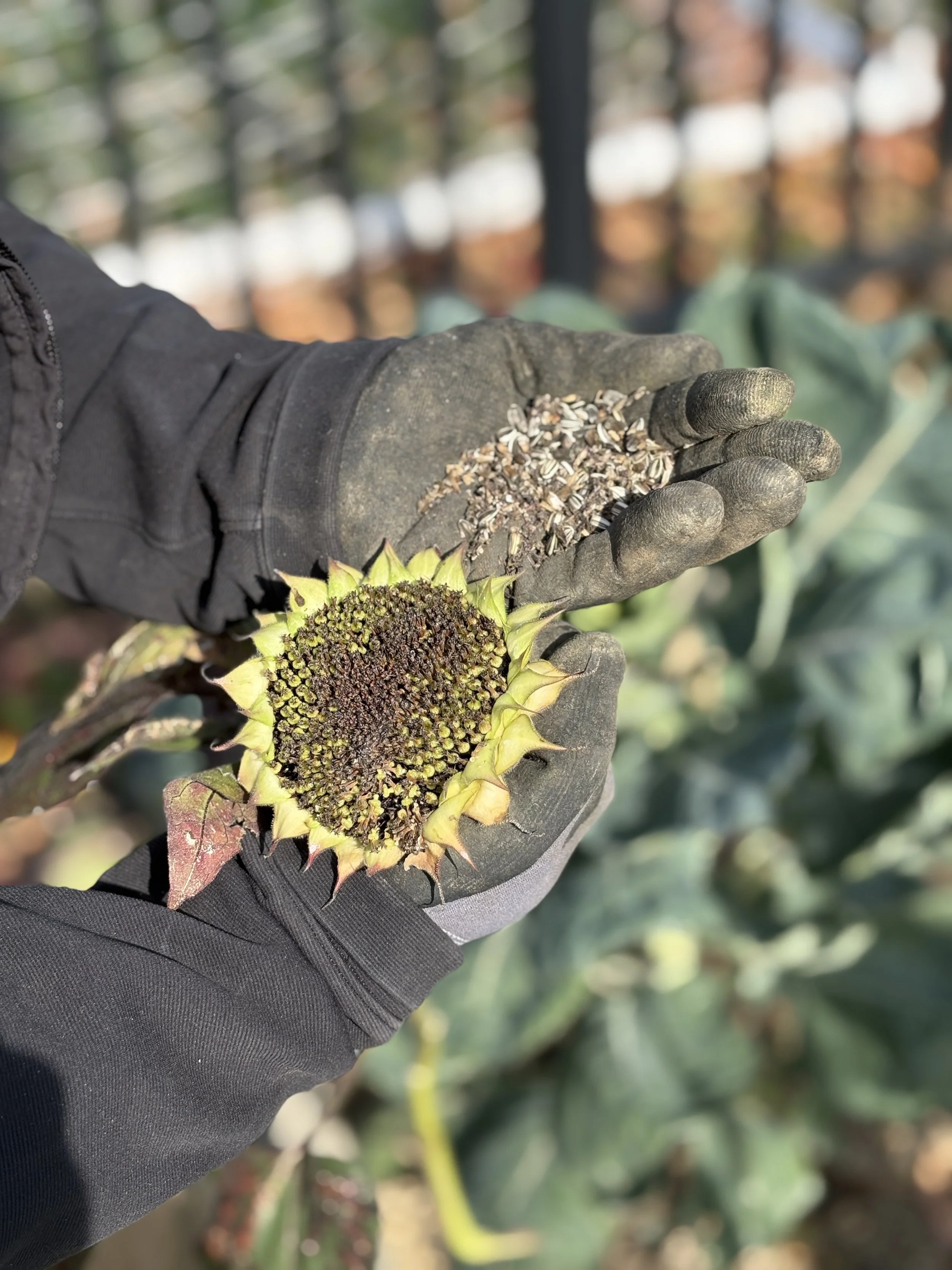 Congress Heights Senior Wellness Center Garden