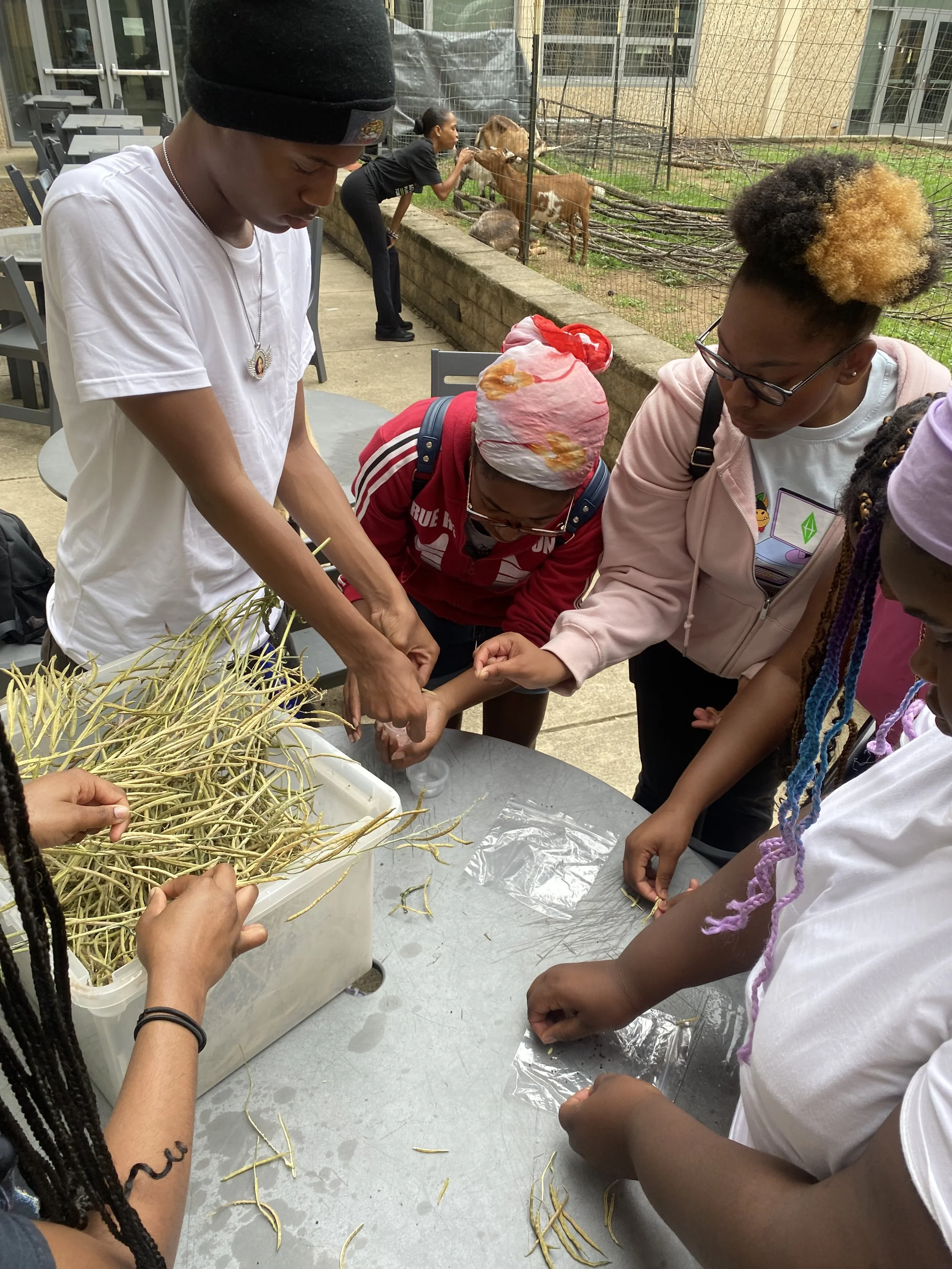 People gathered around a table, handling and working with dry plant stems, with a zoo enclosure in the background containing a lion and goats.