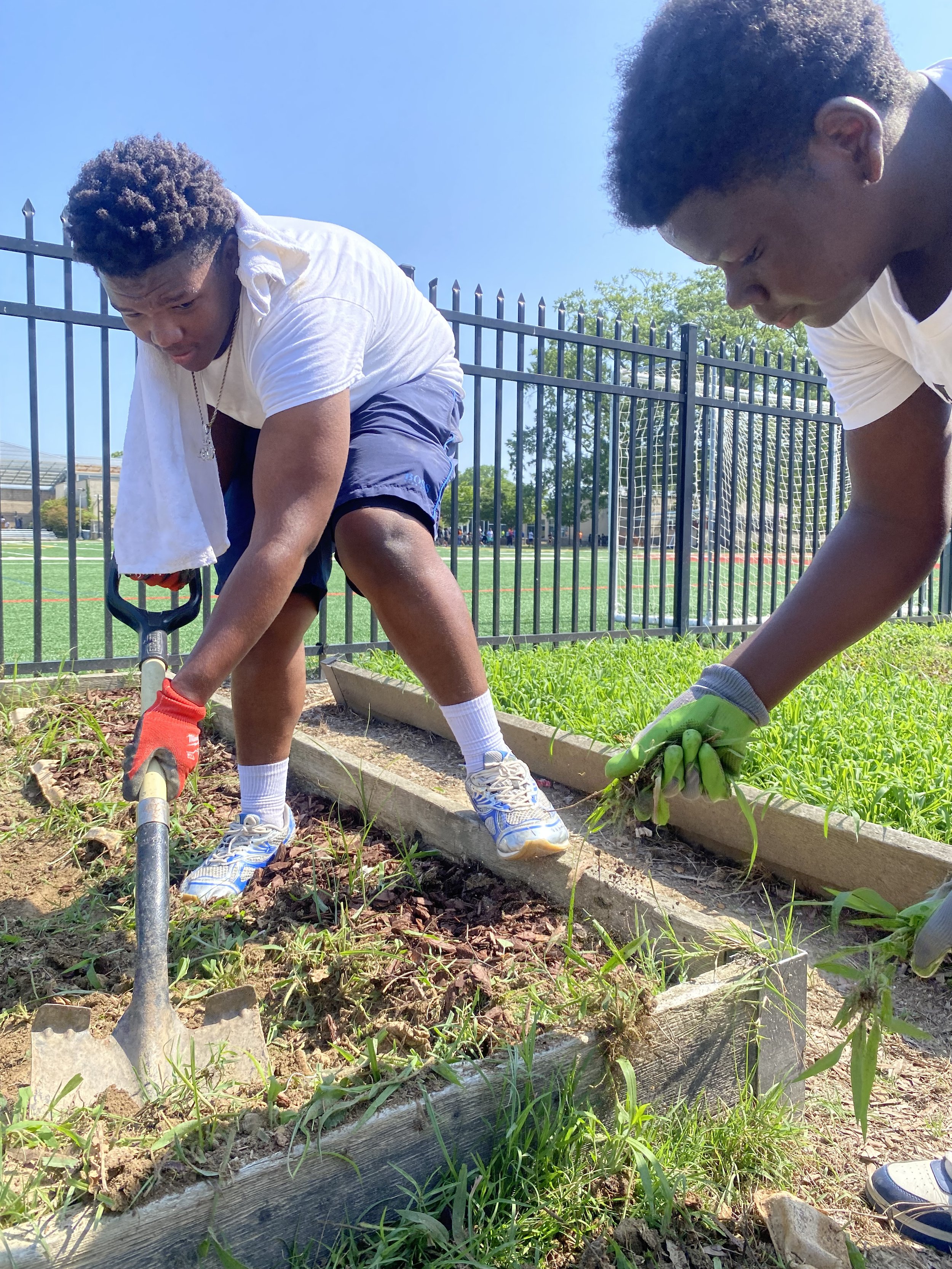 Two young men working in a garden bed in an outdoor sports field area on a sunny day, planting or tending to green plants with a black metal fence in the background.