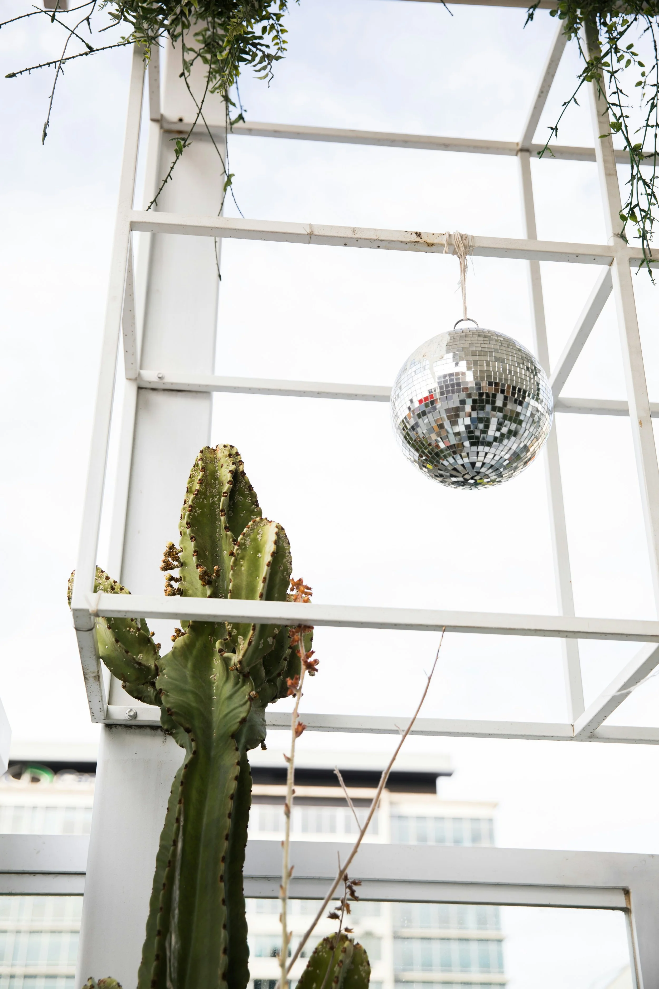 A cactus plant and a disco ball hanging from a metal framework outdoors, with modern buildings in the background.