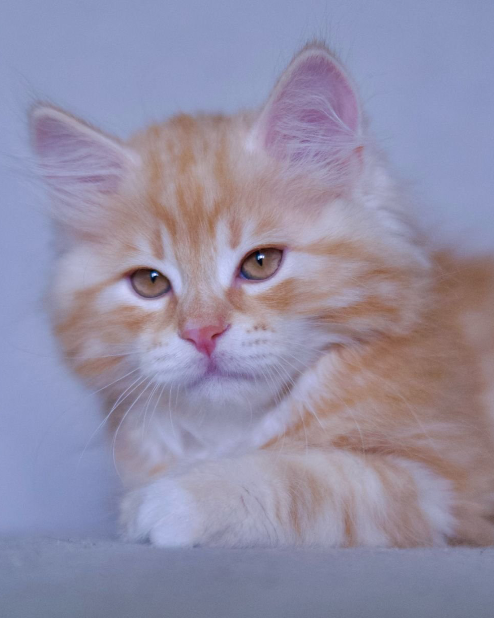 Astera Ozzy, red tabby Siberian male kitten