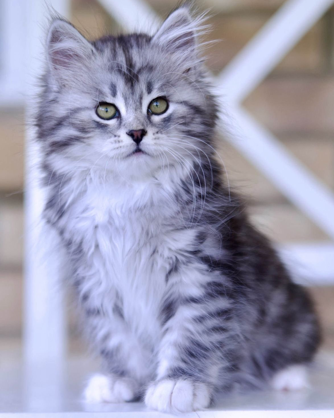 Astera Opolina, black silver tabby Siberian female kitten