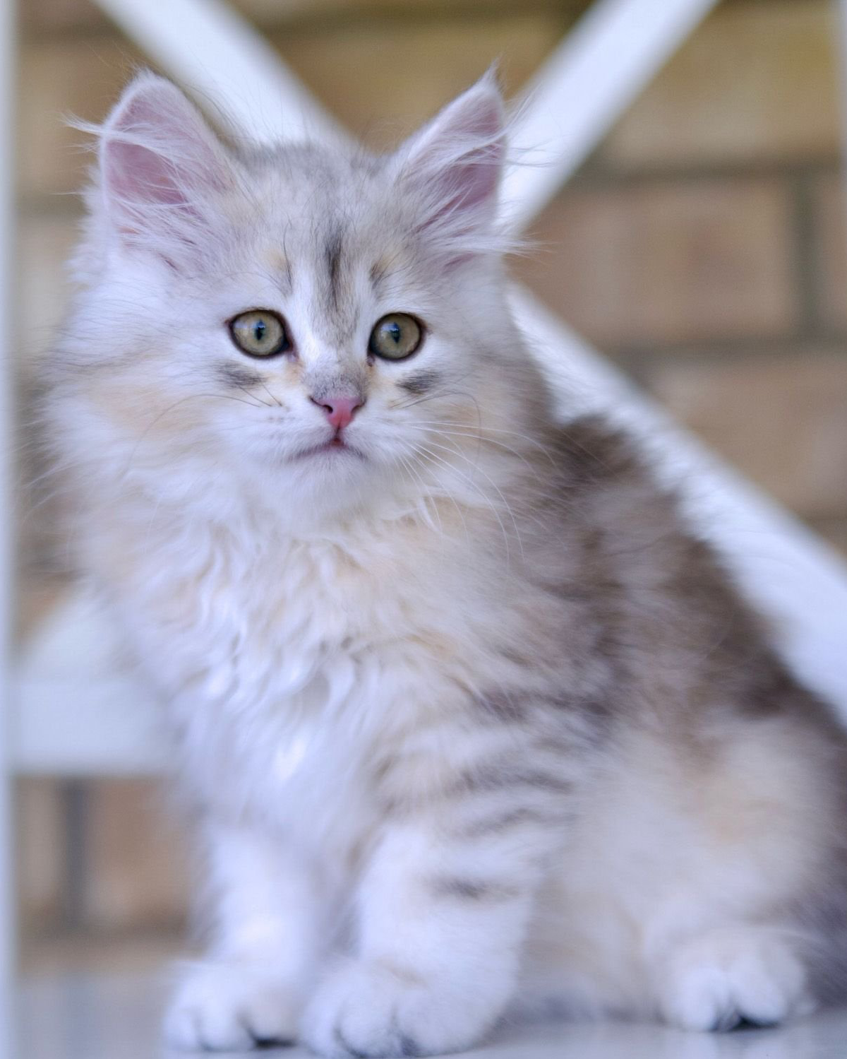 Astera Nolik, bimetallic Siberian male kitten