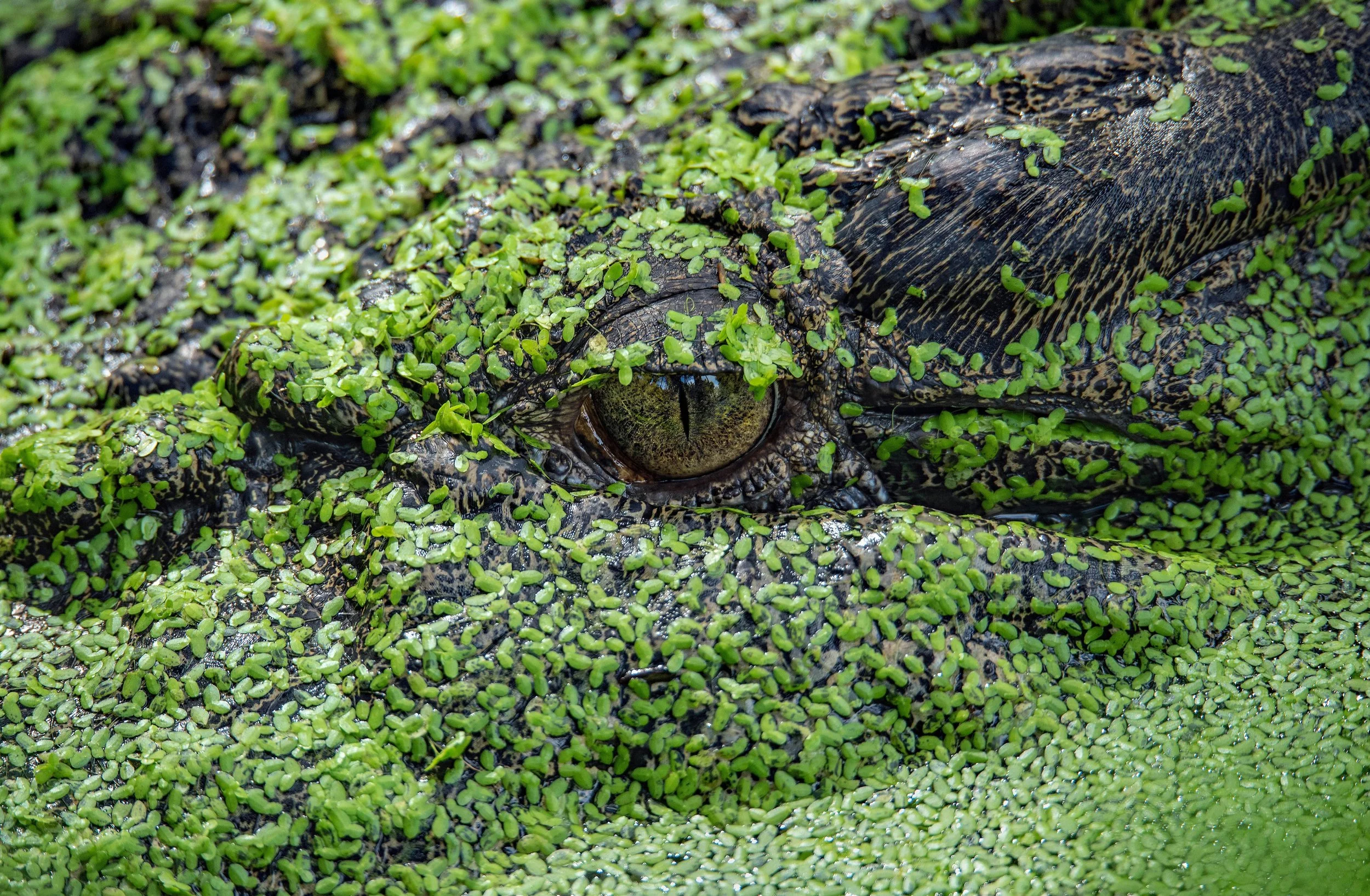 Close-up of alligator eye hidden below the surface of a swamp.