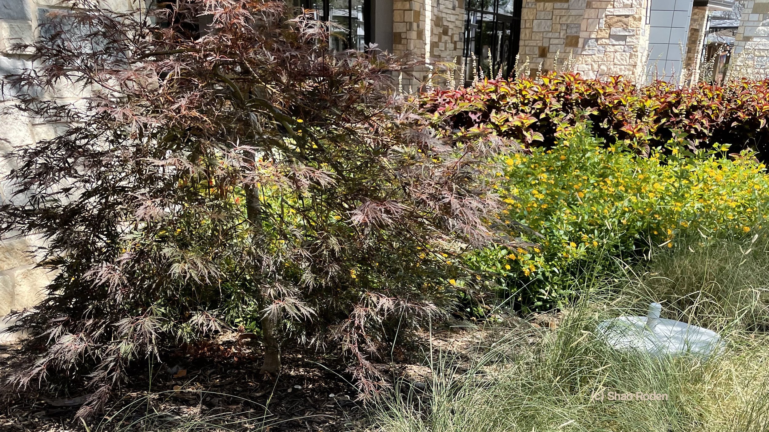 Lace leaf Japanese Maple