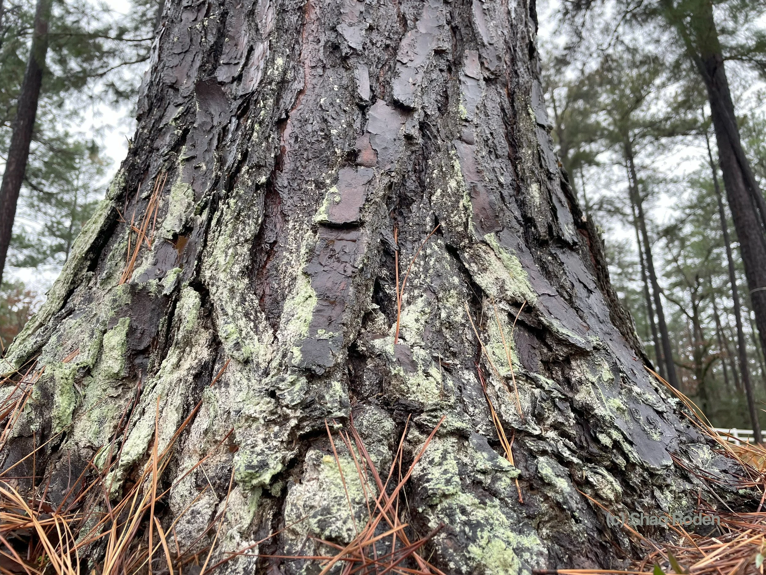 Pine Trunk