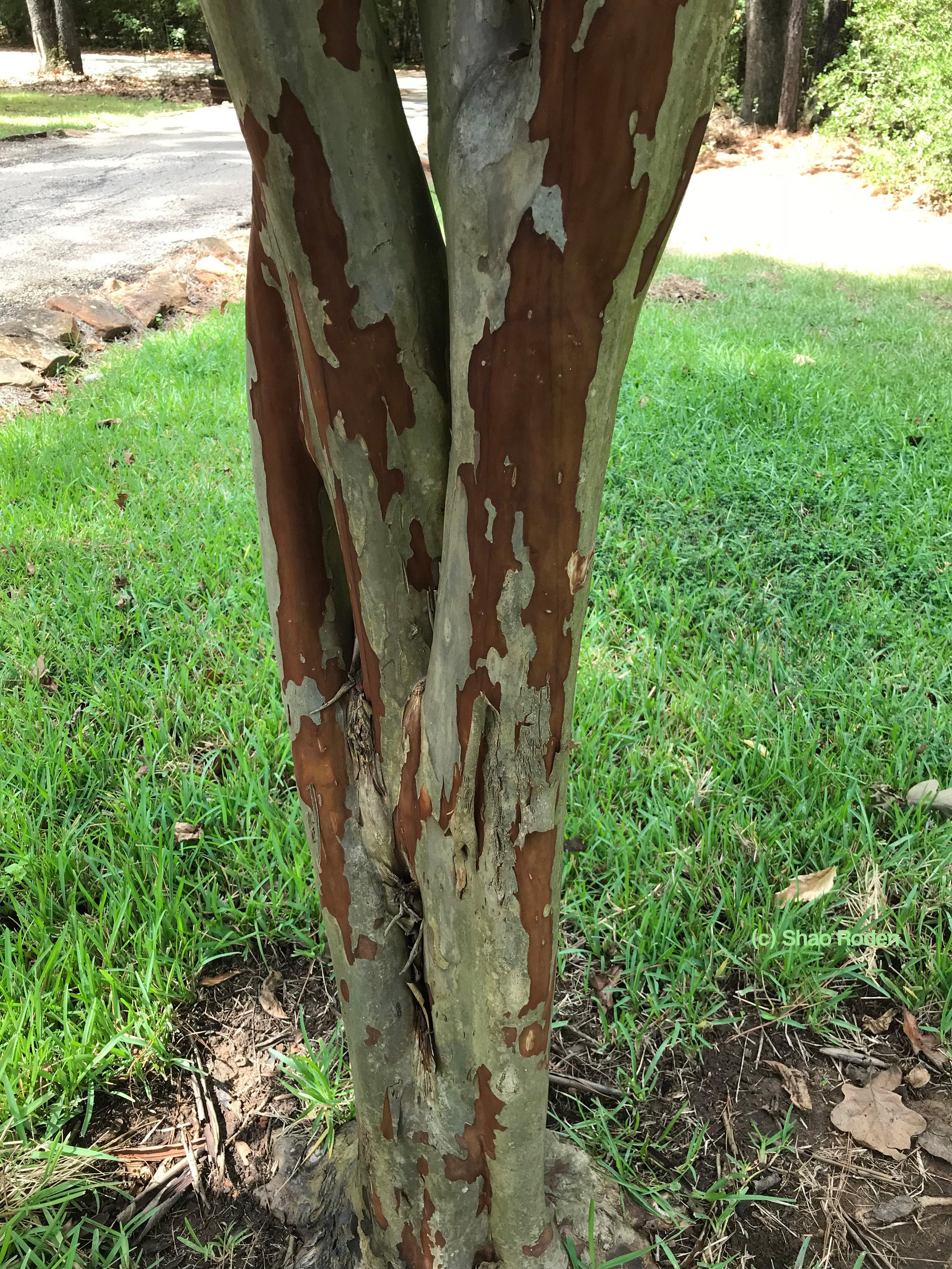 Crape Myrtle Bark