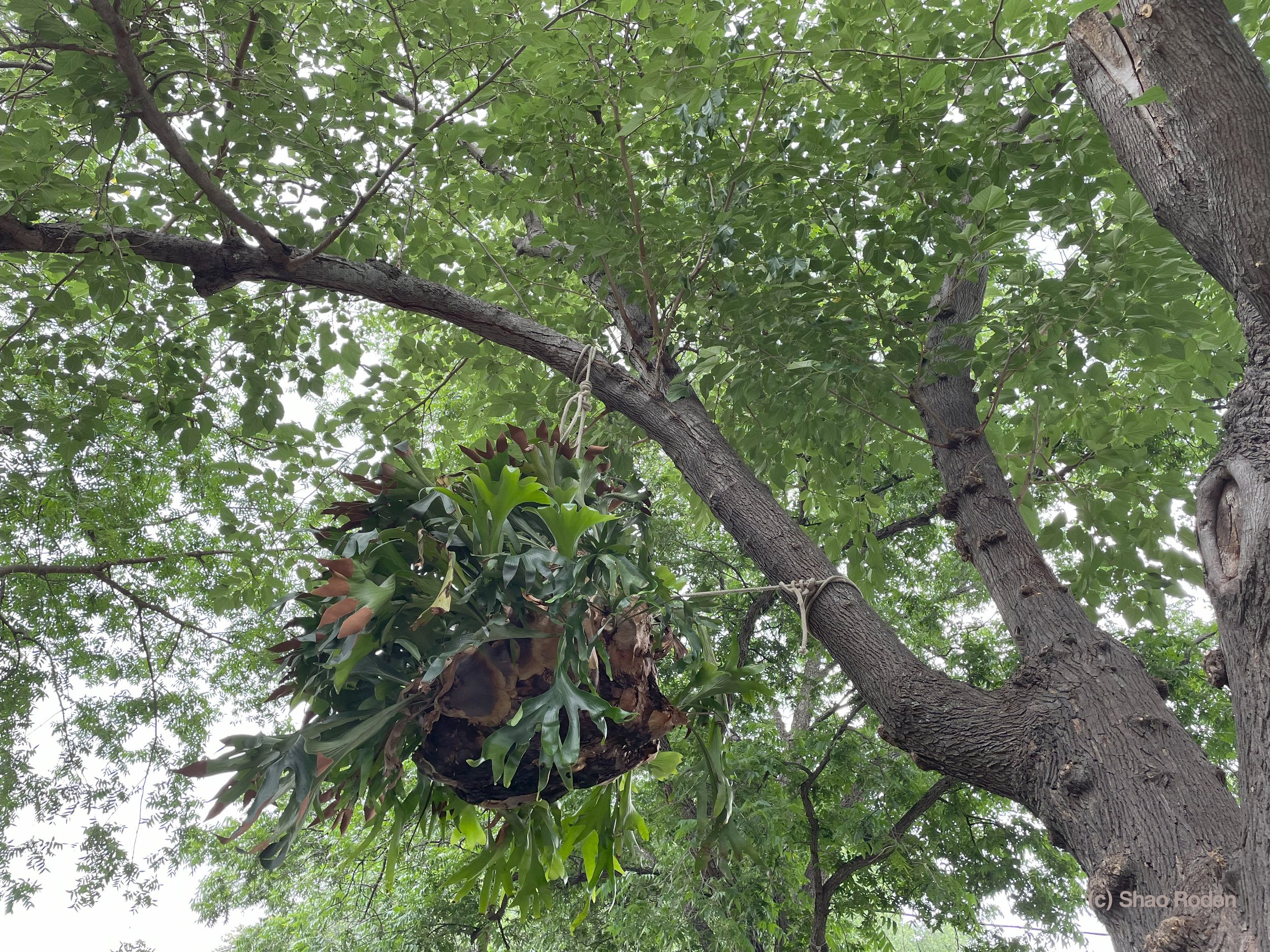 Kokedama with Staghorn Fern