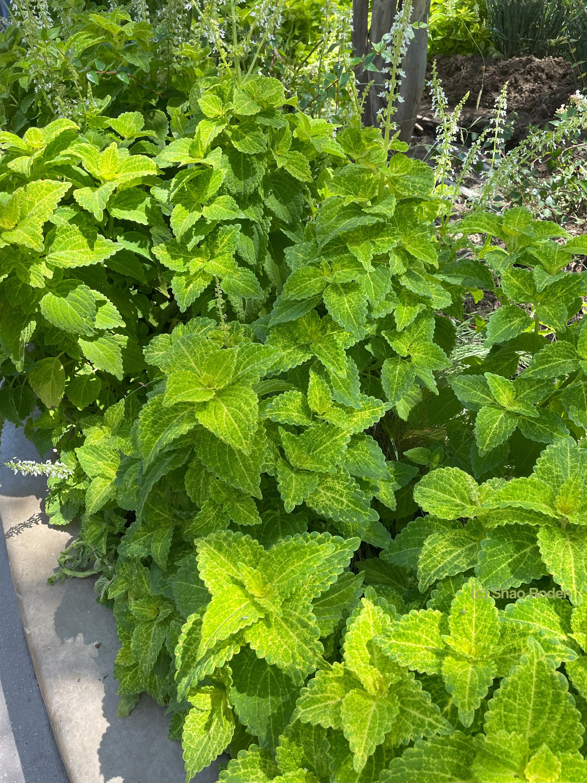 Green Coleus