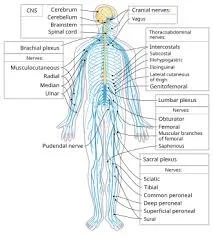 Nerve Points