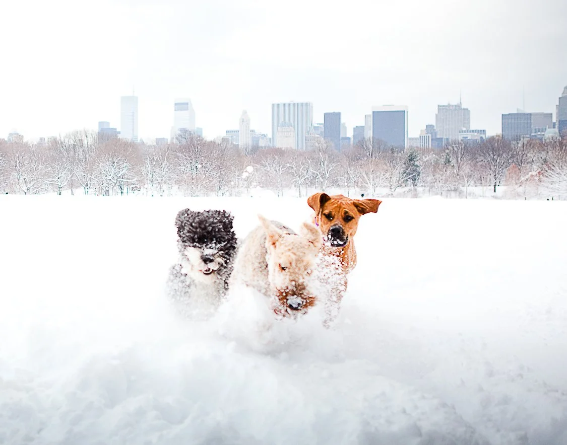 NY Dog Joy.jpg