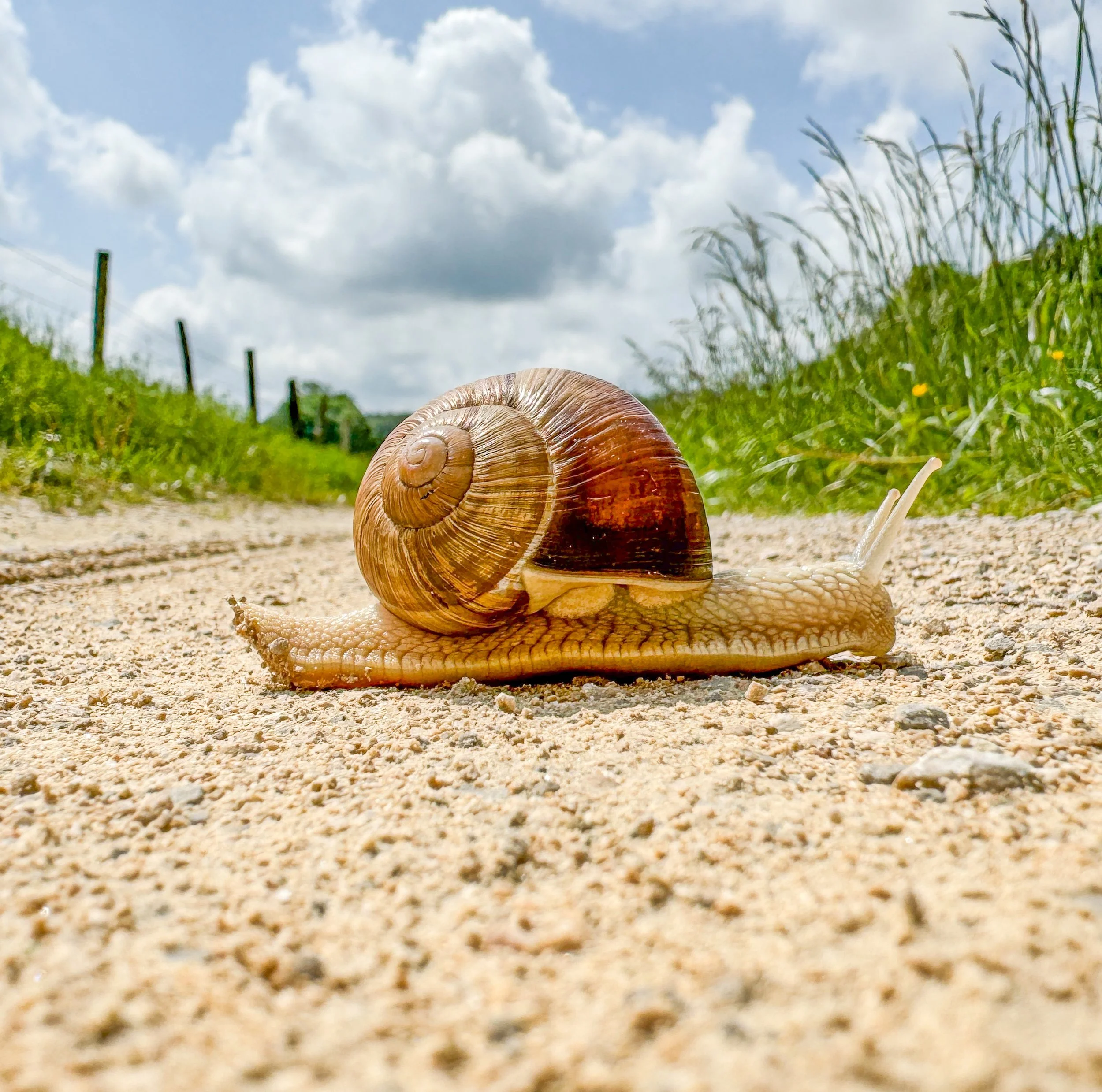 At a Snai's Pace.JPG