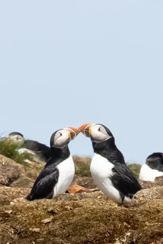 Kissing Puffins, Newfoundland