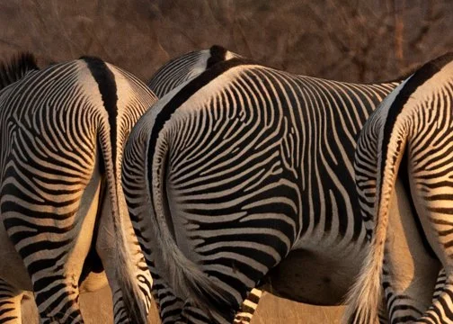 Zebras, Kenya