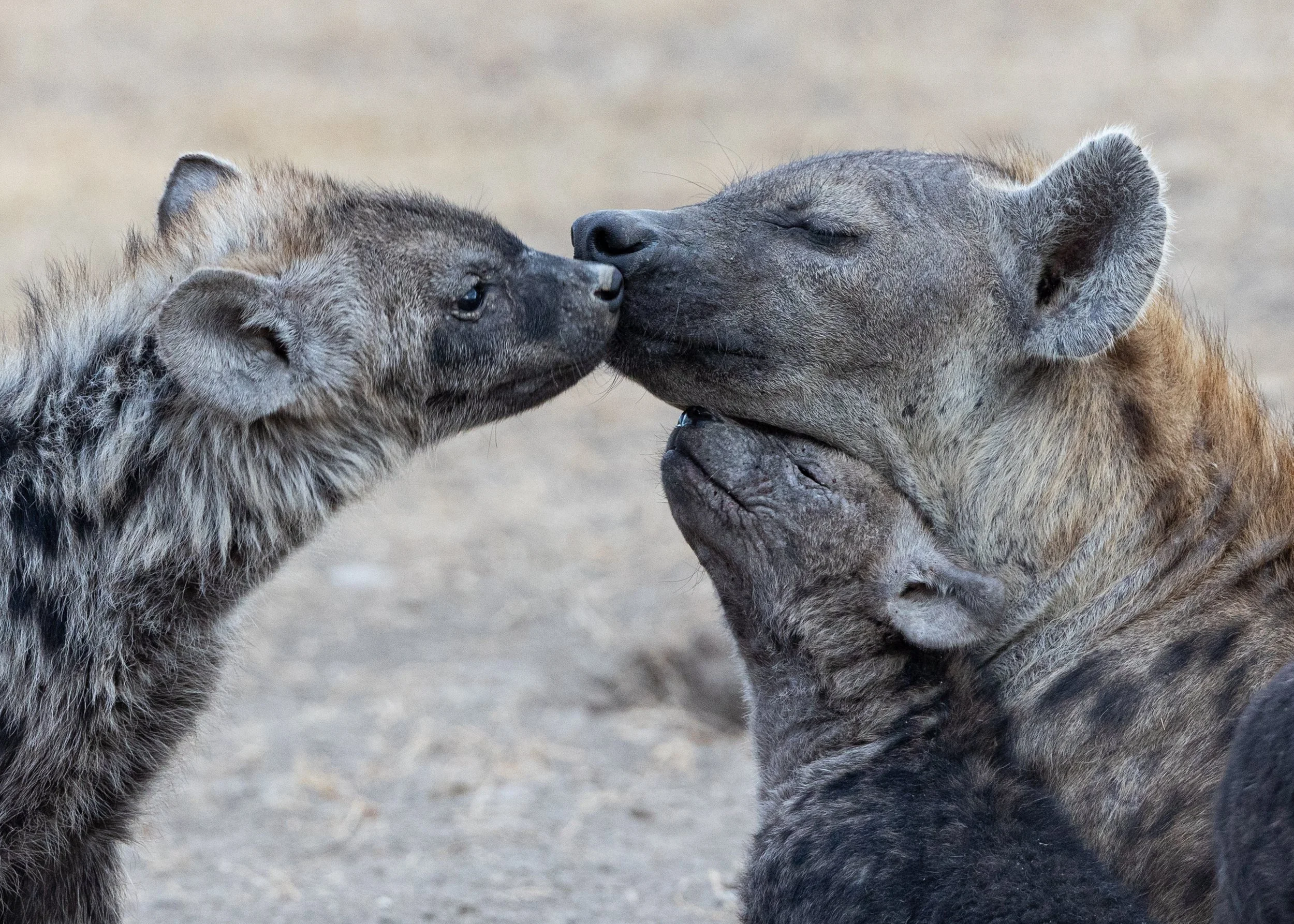 Kenya Ol Pajeta Hyena Love