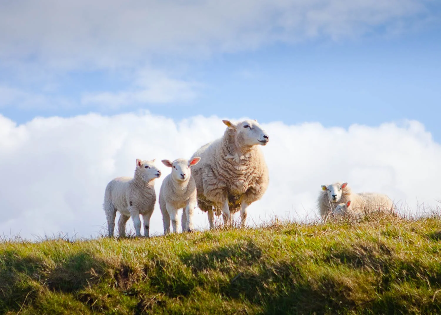 Ireland - Malin Head, Donegal, Sheep