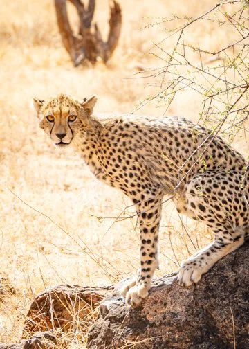 Cheetah Mother, Kenya.jpg