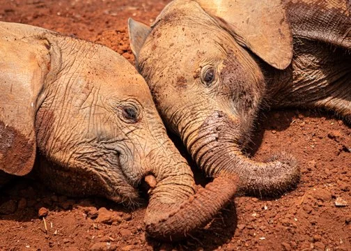 Baby Elephants, Nairobi
