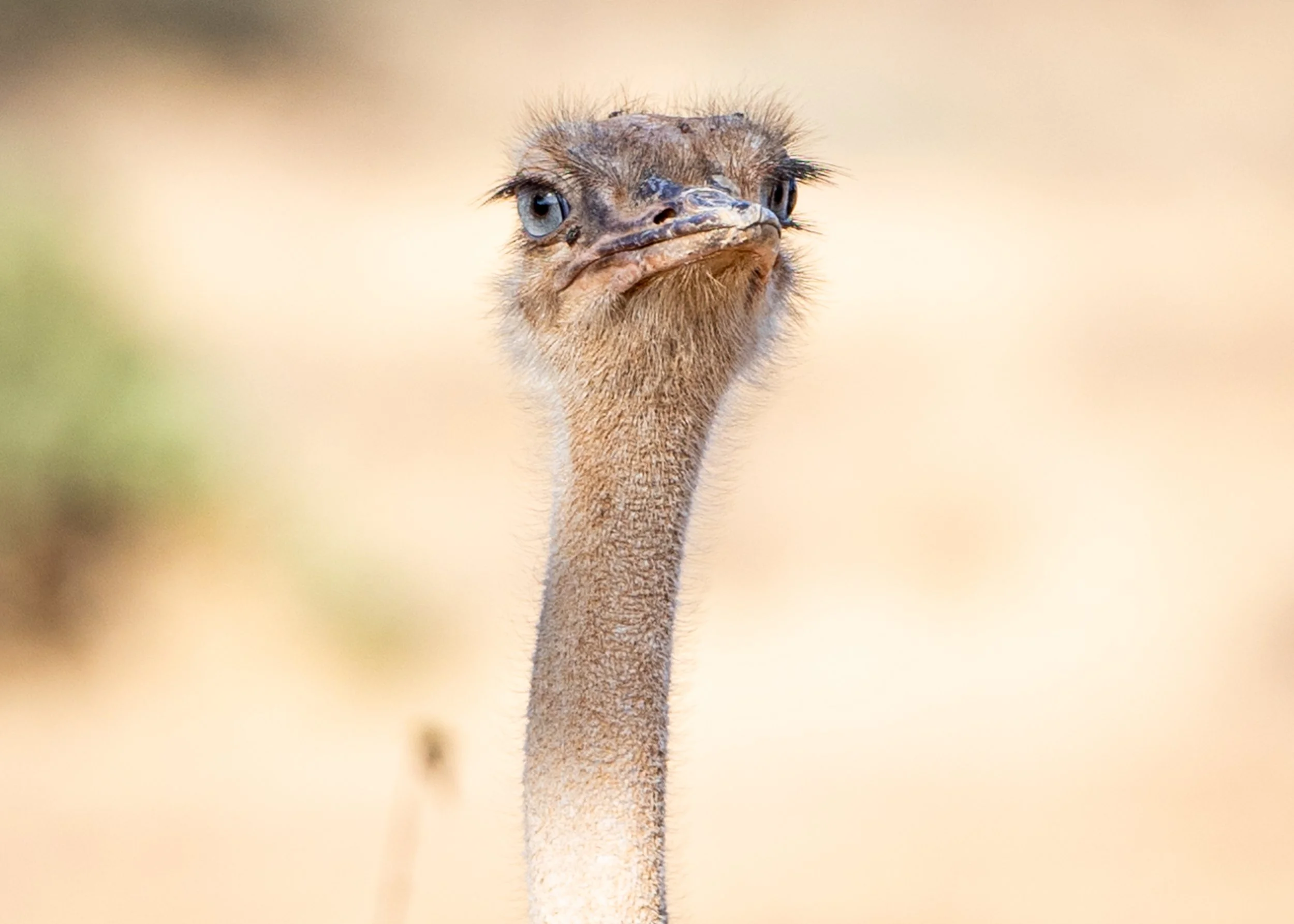 Kenya Samburu National Park Female Blue Neck Somali Ostrich.jpg