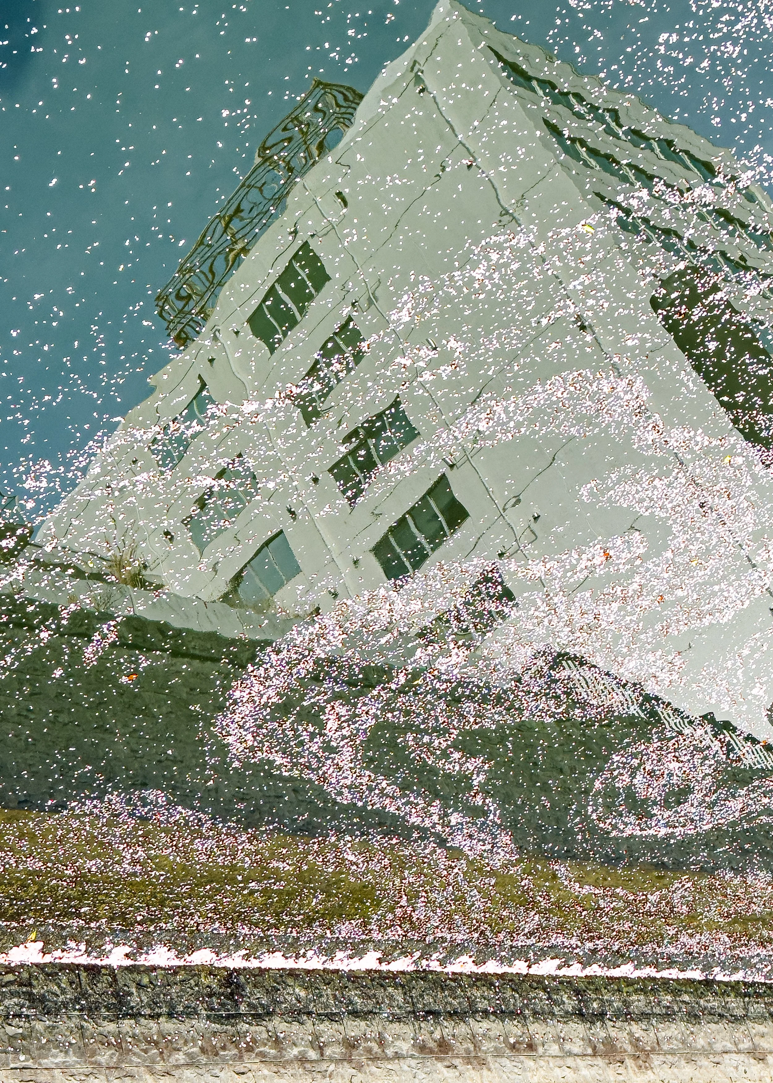 Petals, Tokyo.jpg