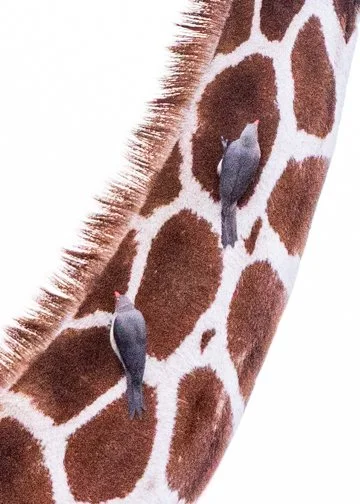 Giraffe with birds, Kenya-11.jpg