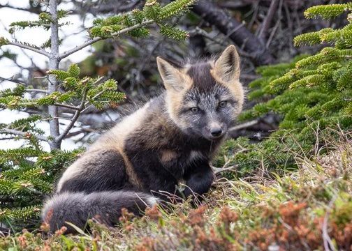 Baby Fox, Newfoundland