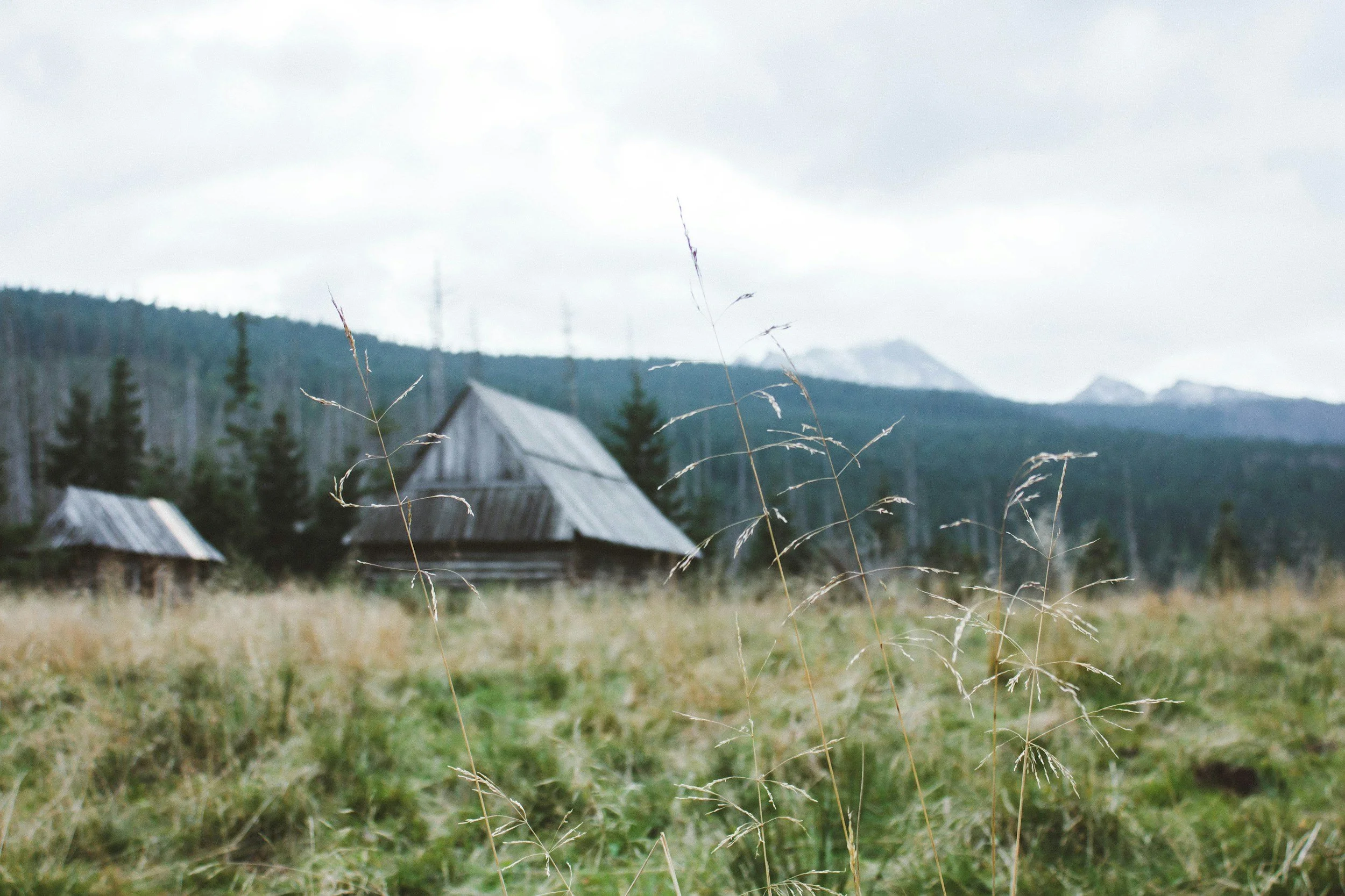 An overcast landscape with tall grasses in the foreground, two weathered wooden houses, pine trees, and forested mountains in the background.