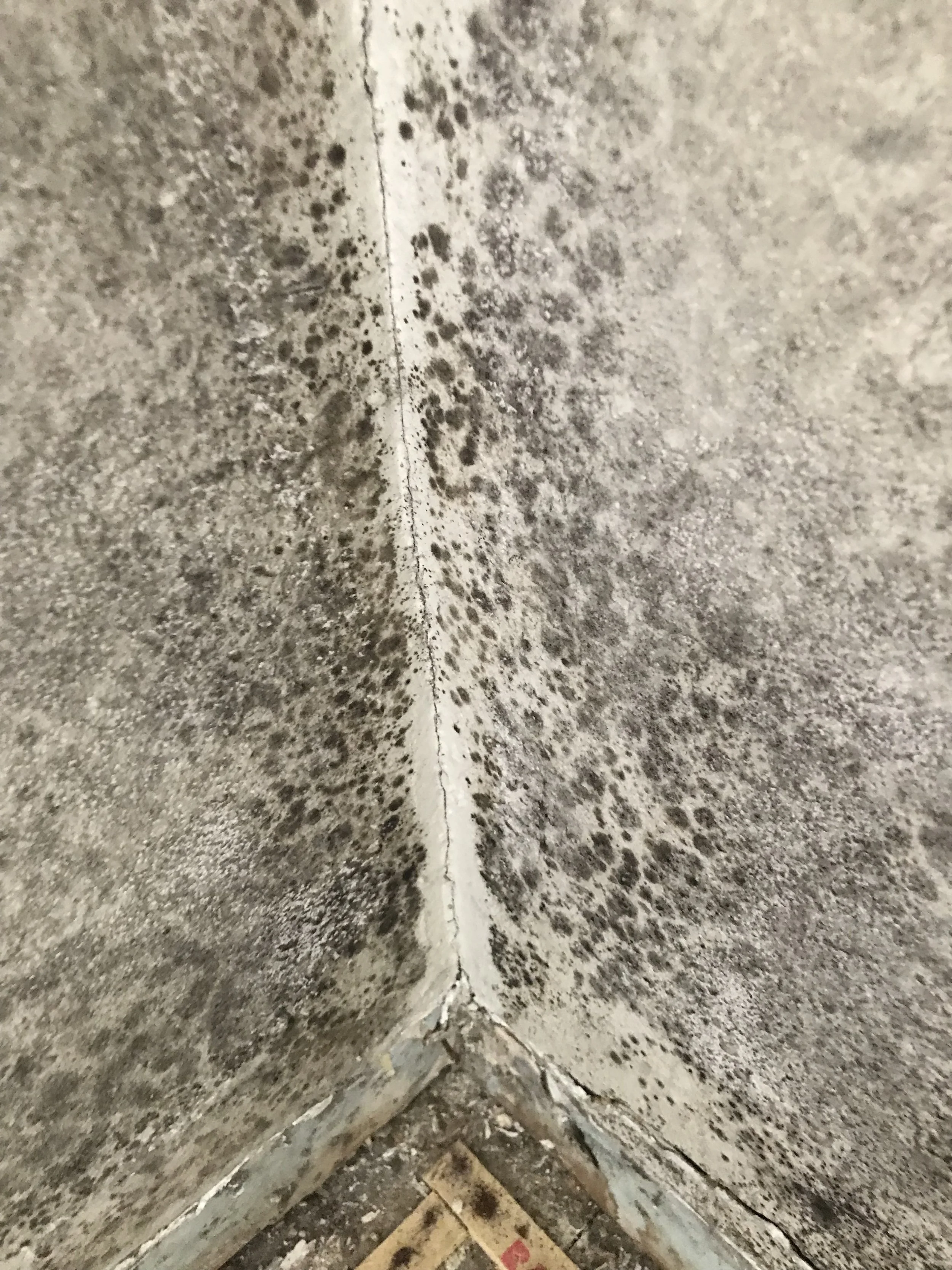Visible Mold