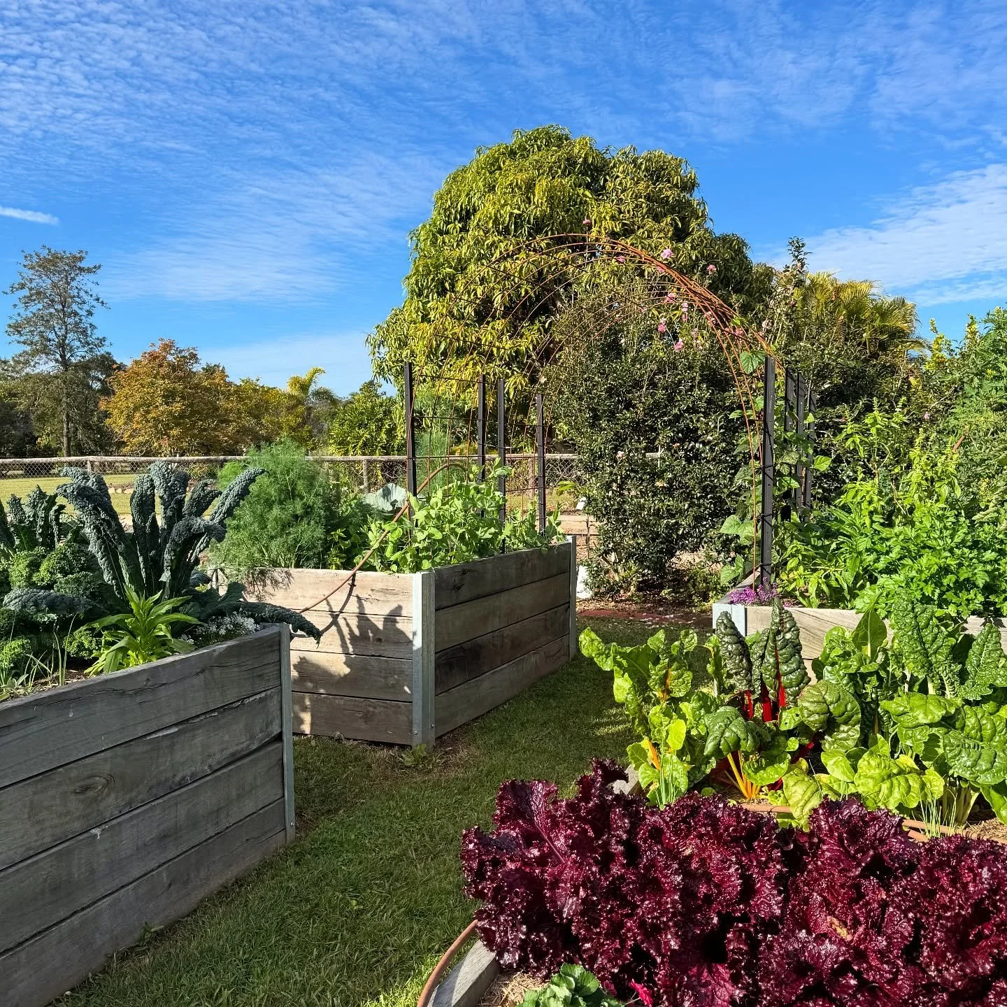 For the past few months, we’ve been transforming this kitchen garden into a diverse, productive veggie patch full of life, colour, and homegrown food. We’ve focused on building soil health, planting with the seasons, and encouraging polli