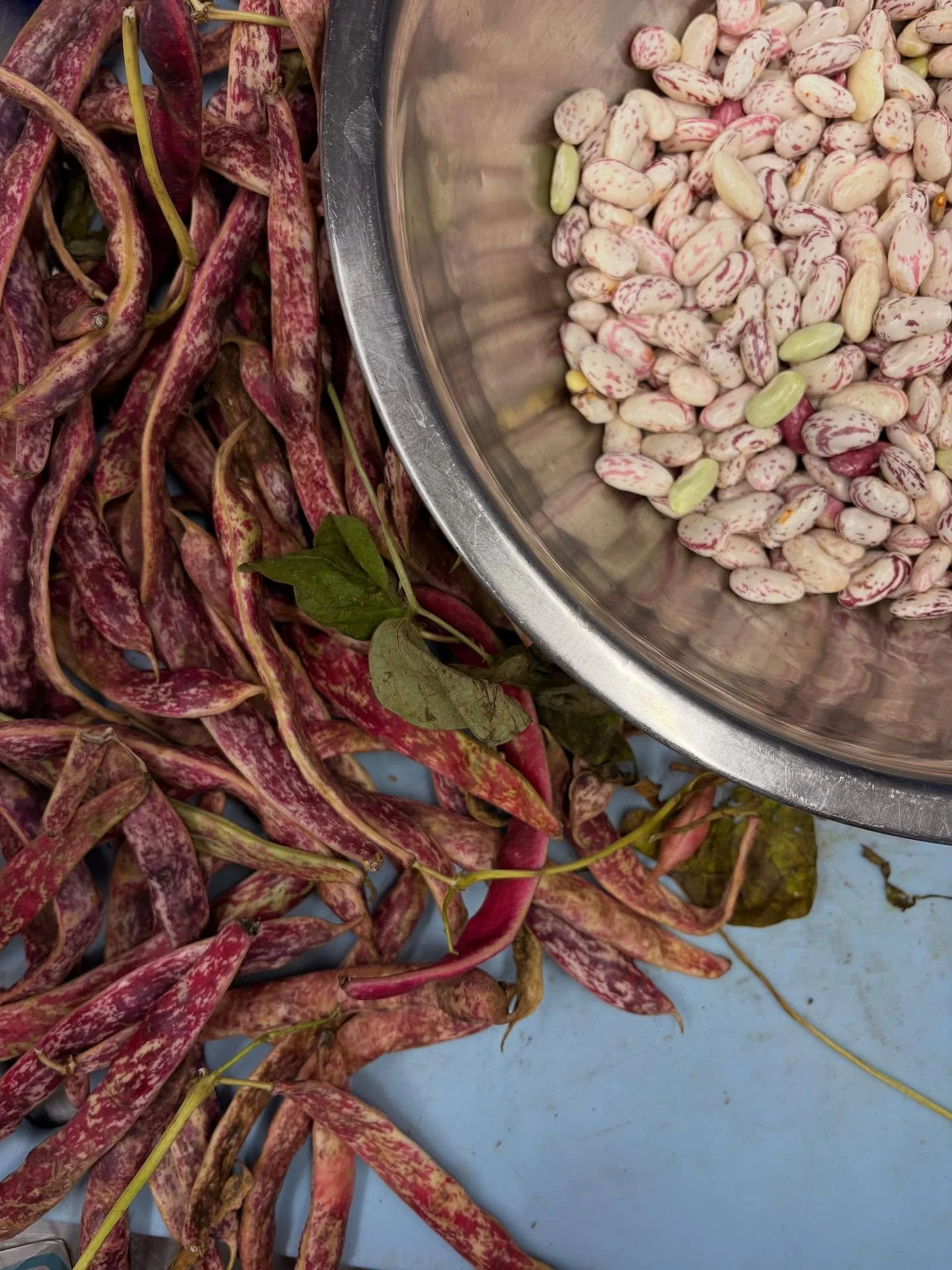 &ldquo;Taze Barbunya&rdquo; fresh cranberry beans &hellip;one of our favorites