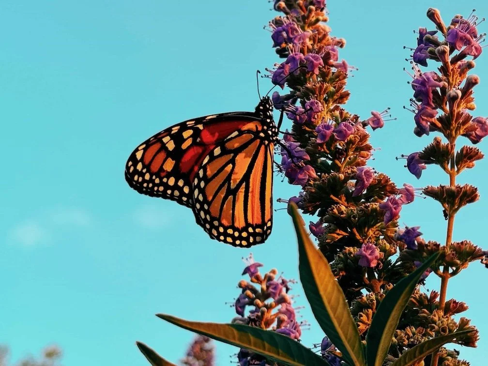 Life Transition Therapy in New Jersey for Life Changes