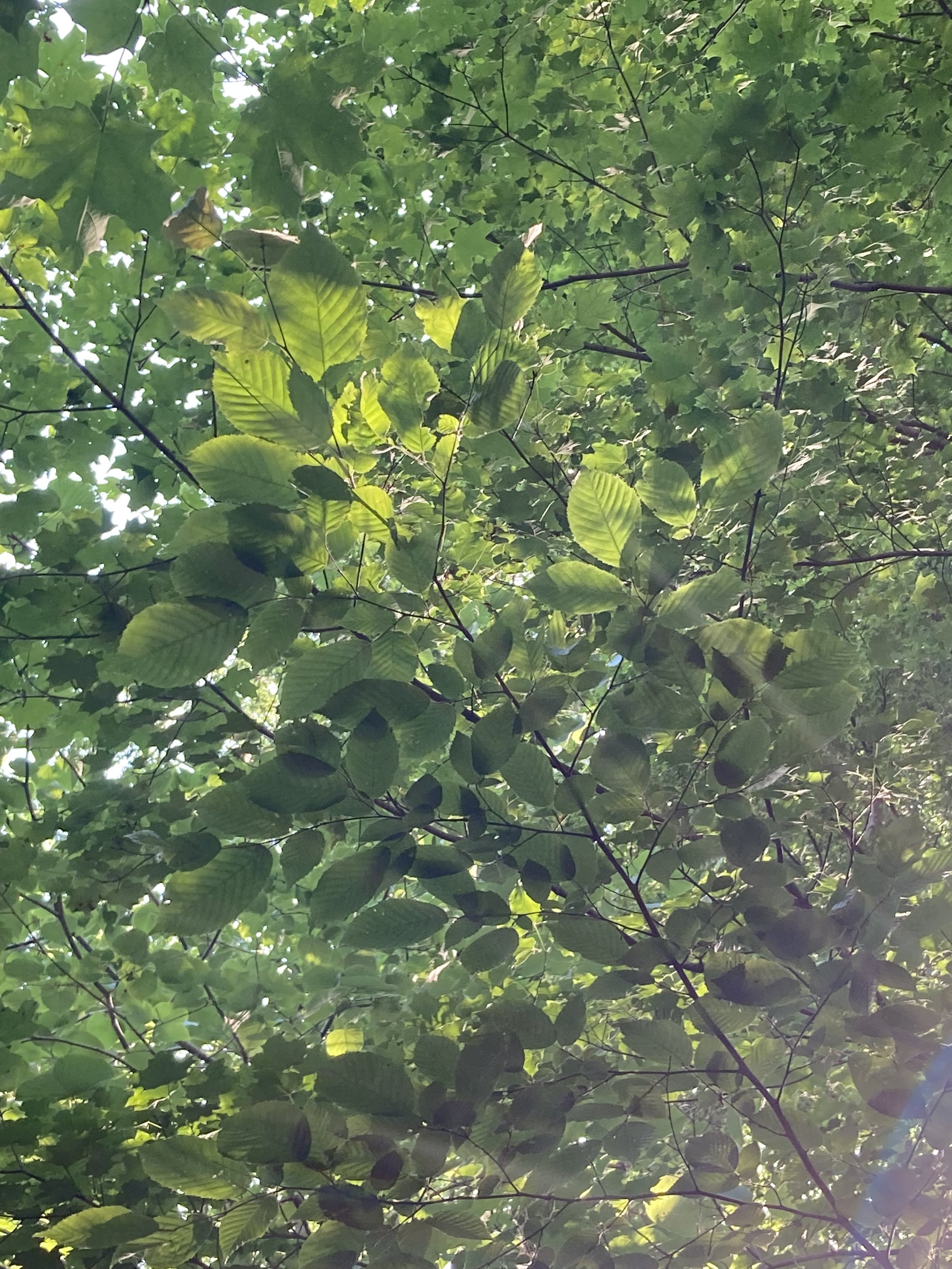 Poetree Photosynthesis