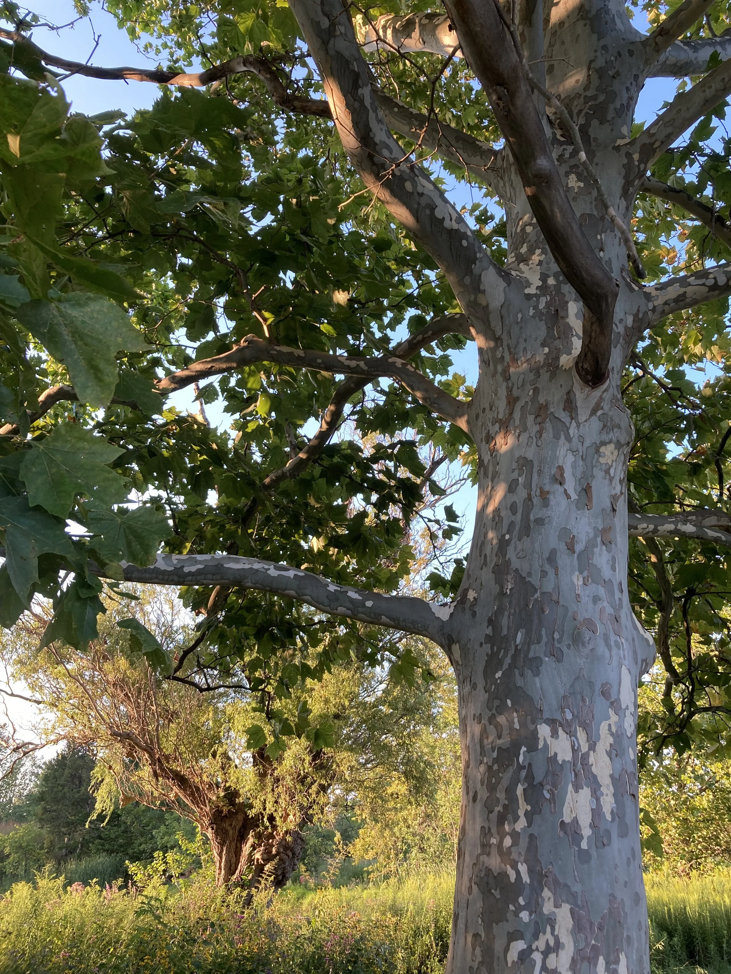 Reawakening the Mind-Body-Mother Earth Connection 