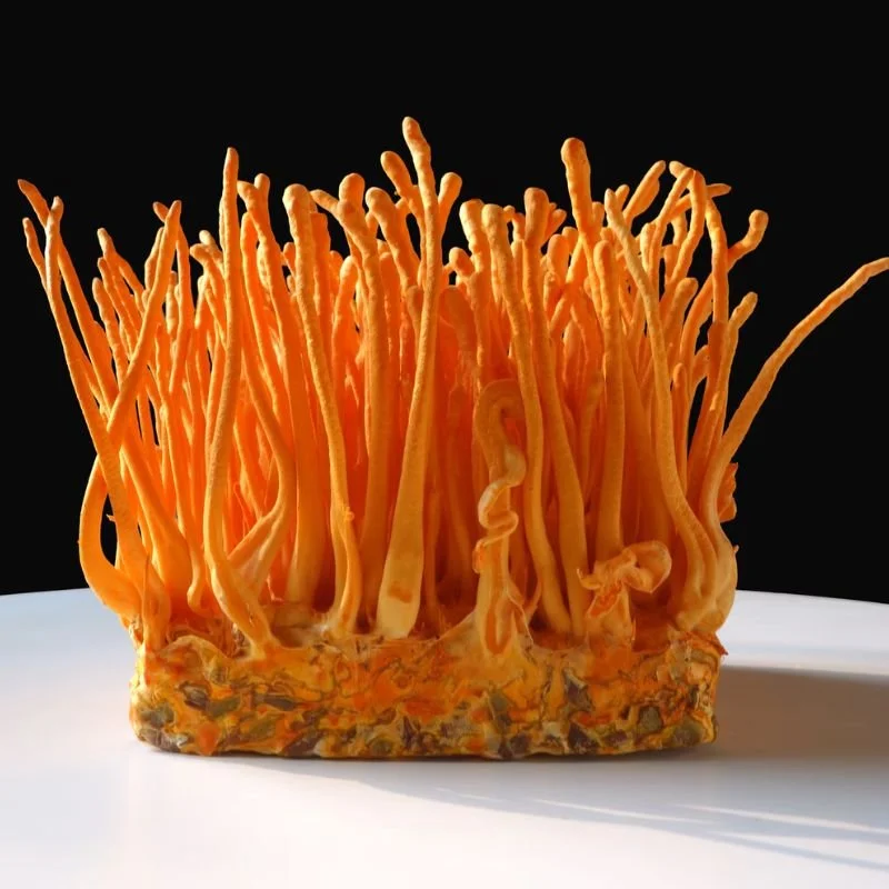 Organic Cordyceps Militaris mushroom, the endurance and energy ingredient used in CHARGE — backed by clinical research