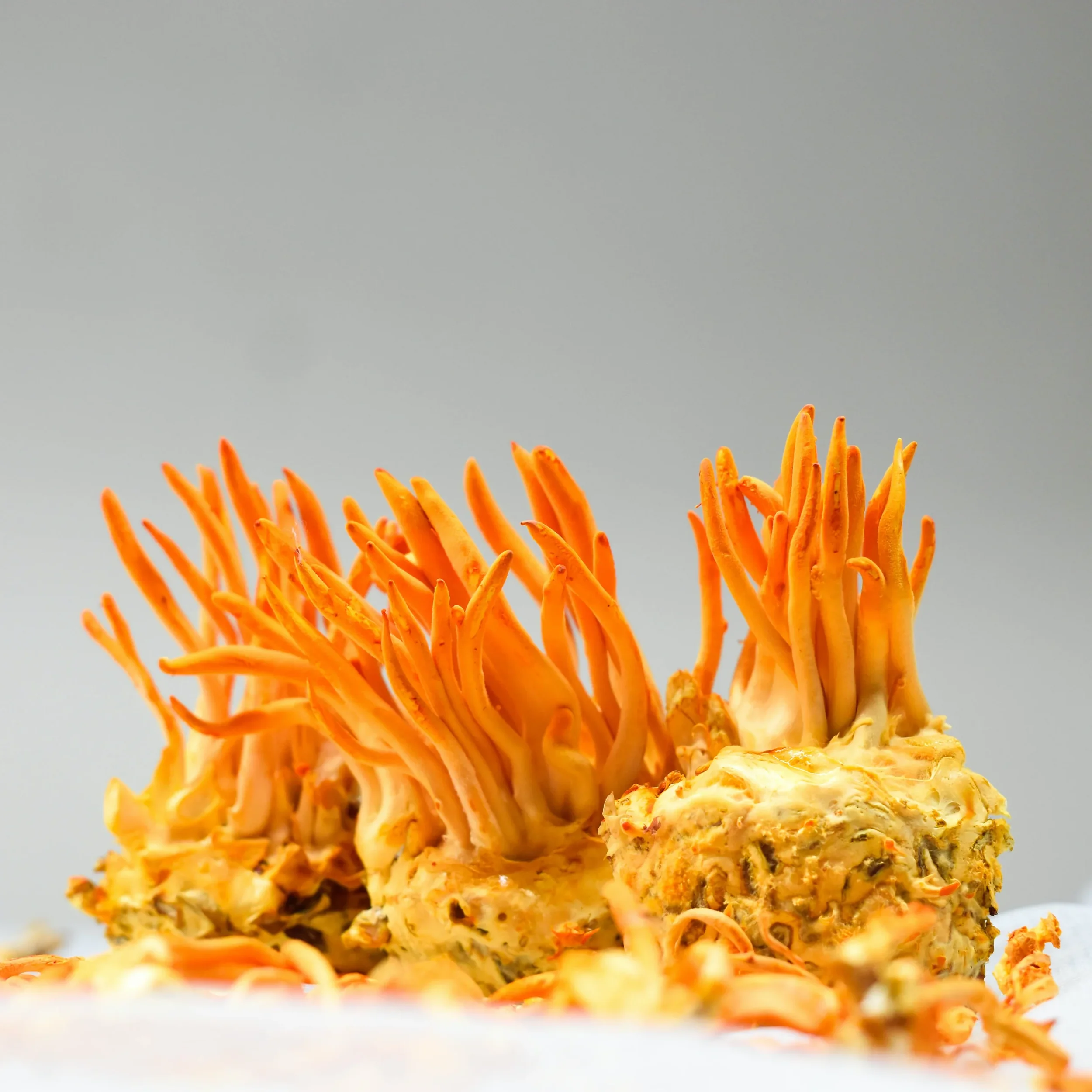 What is Cellular Energy? The Science Behind Cordyceps 