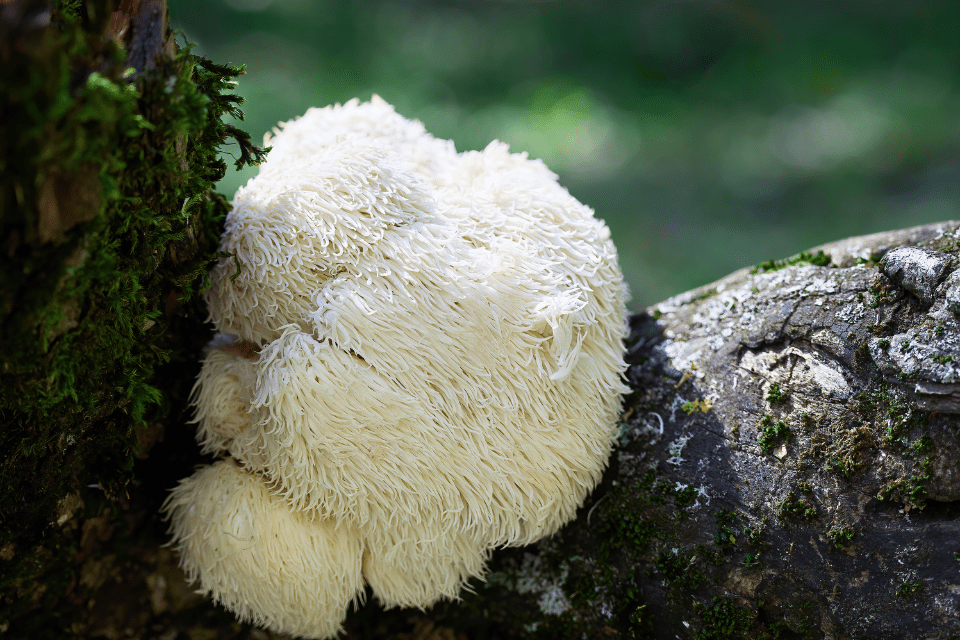 What Is Nerve Growth Factor? The Science Behind Lion's Mane