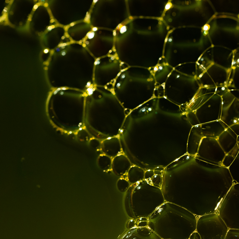 How CHARGE Supports Thermogenesis and Metabolic Performance