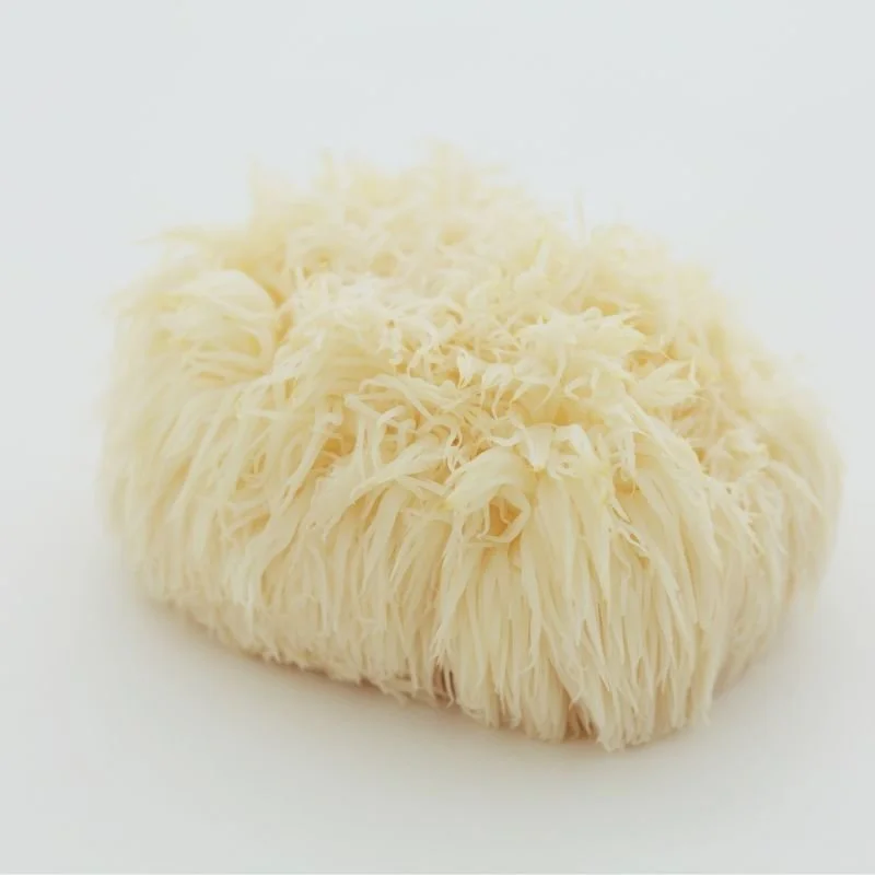 Organic Lion's Mane mushroom (Hericium erinaceus), the cognitive support ingredient in CHARGE — backed by clinical research