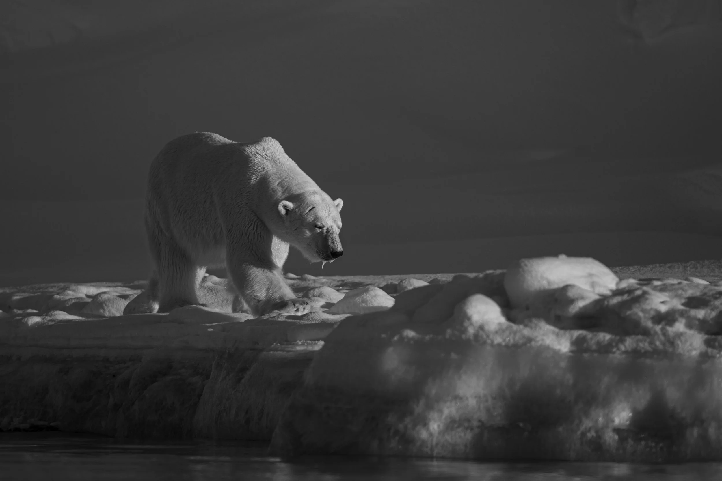 Jääkarhu kävelyllä